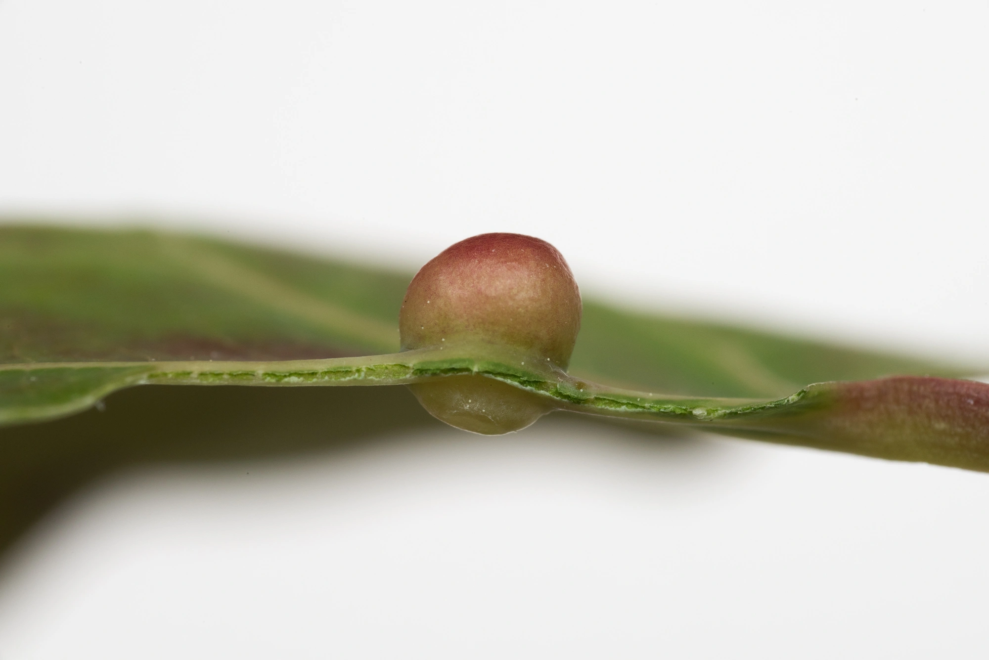 Gallmygg: Harmandiola globuli.