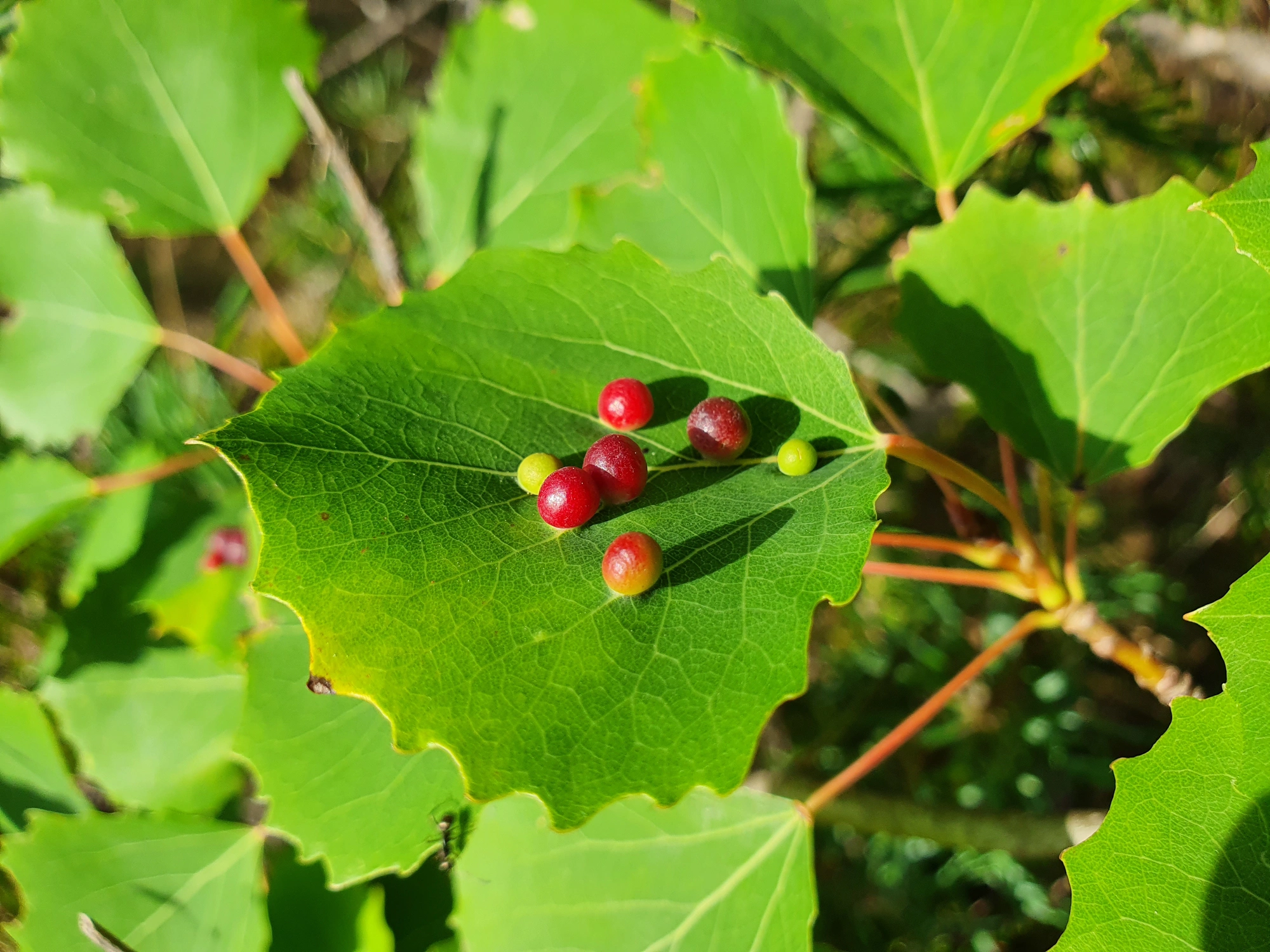 Gallmygg: Harmandiola tremulae.