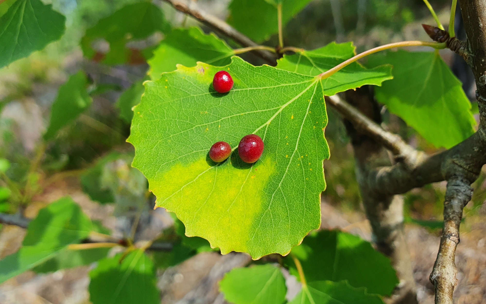 Gallmygg: Harmandiola tremulae.