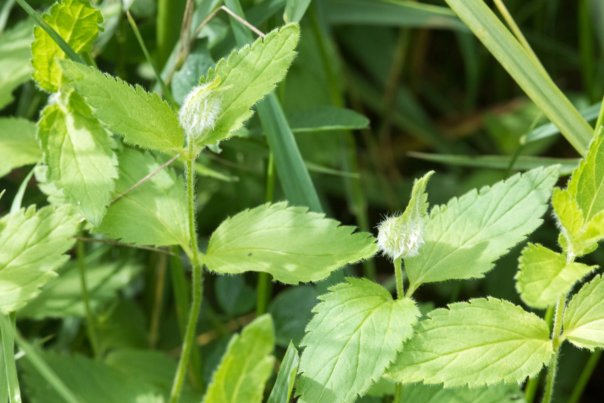 Gallmygg: Jaapiella veronicae.