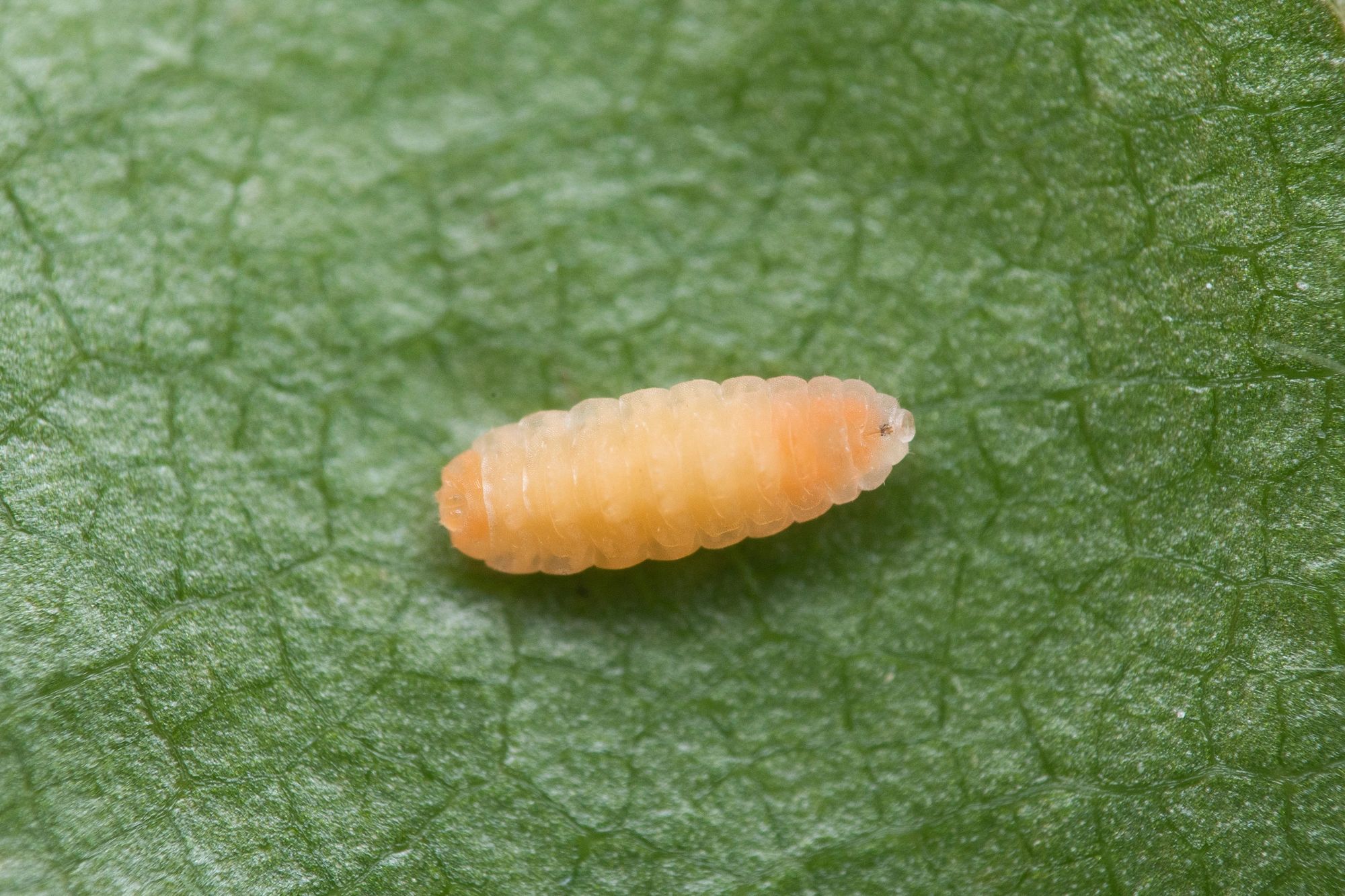 Tovinger: Macrolabis fagicola.