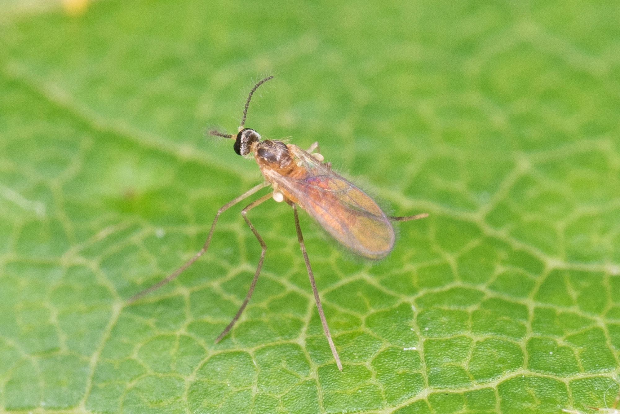 Tovinger: Macrolabis fagicola.