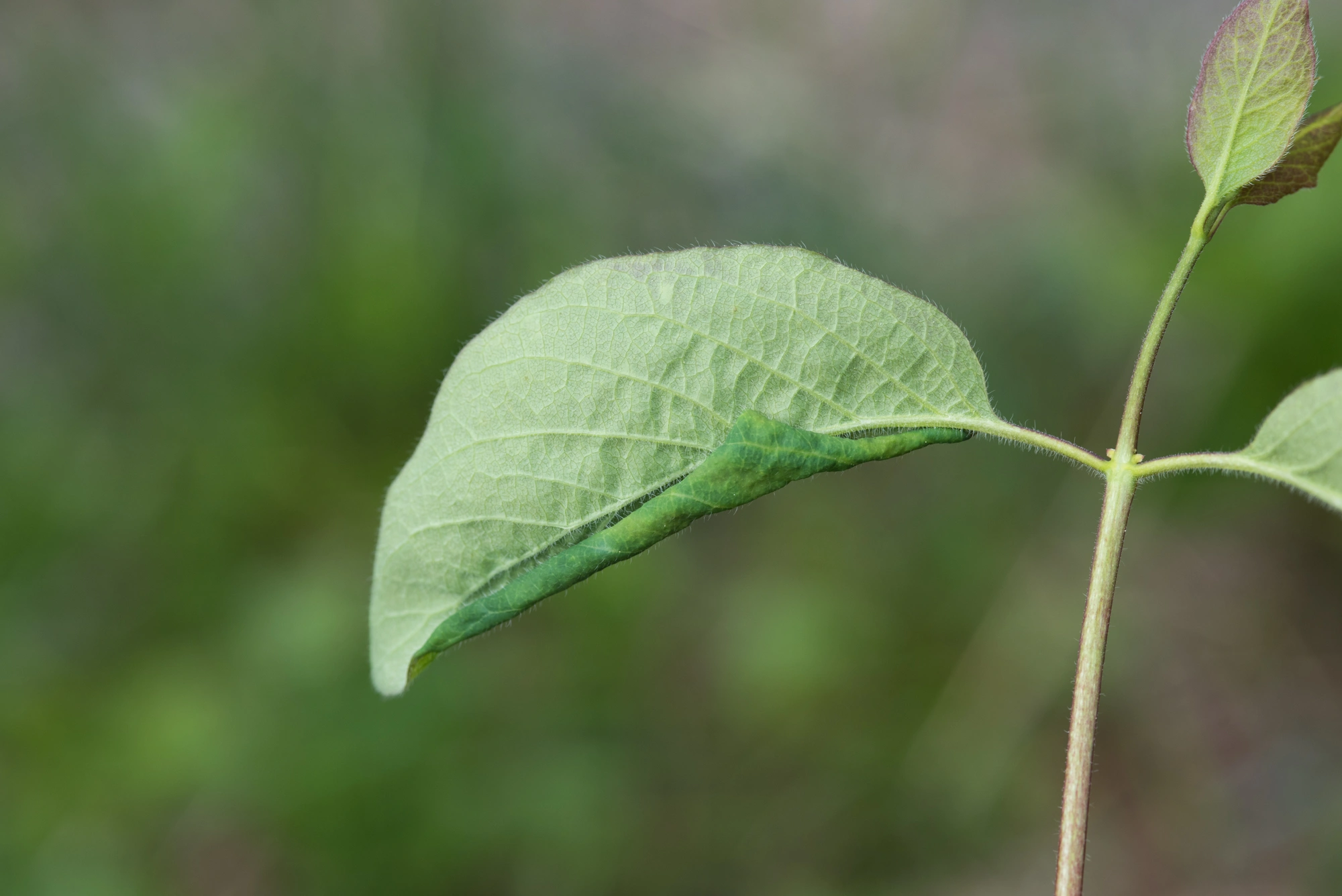 Tovinger: Macrolabis lonicerae.