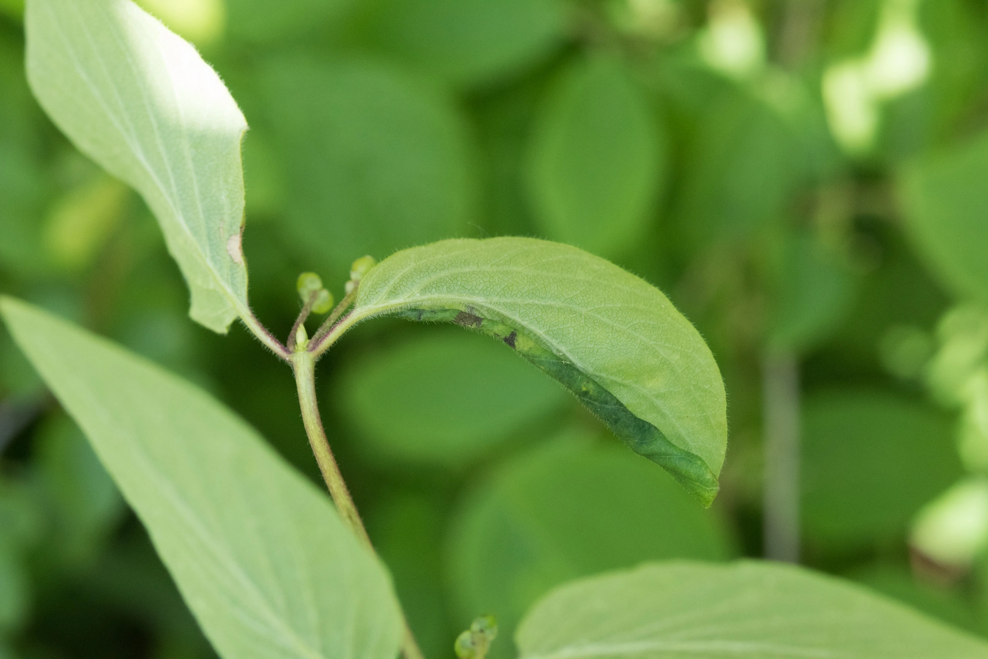 Tovinger: Macrolabis lonicerae.