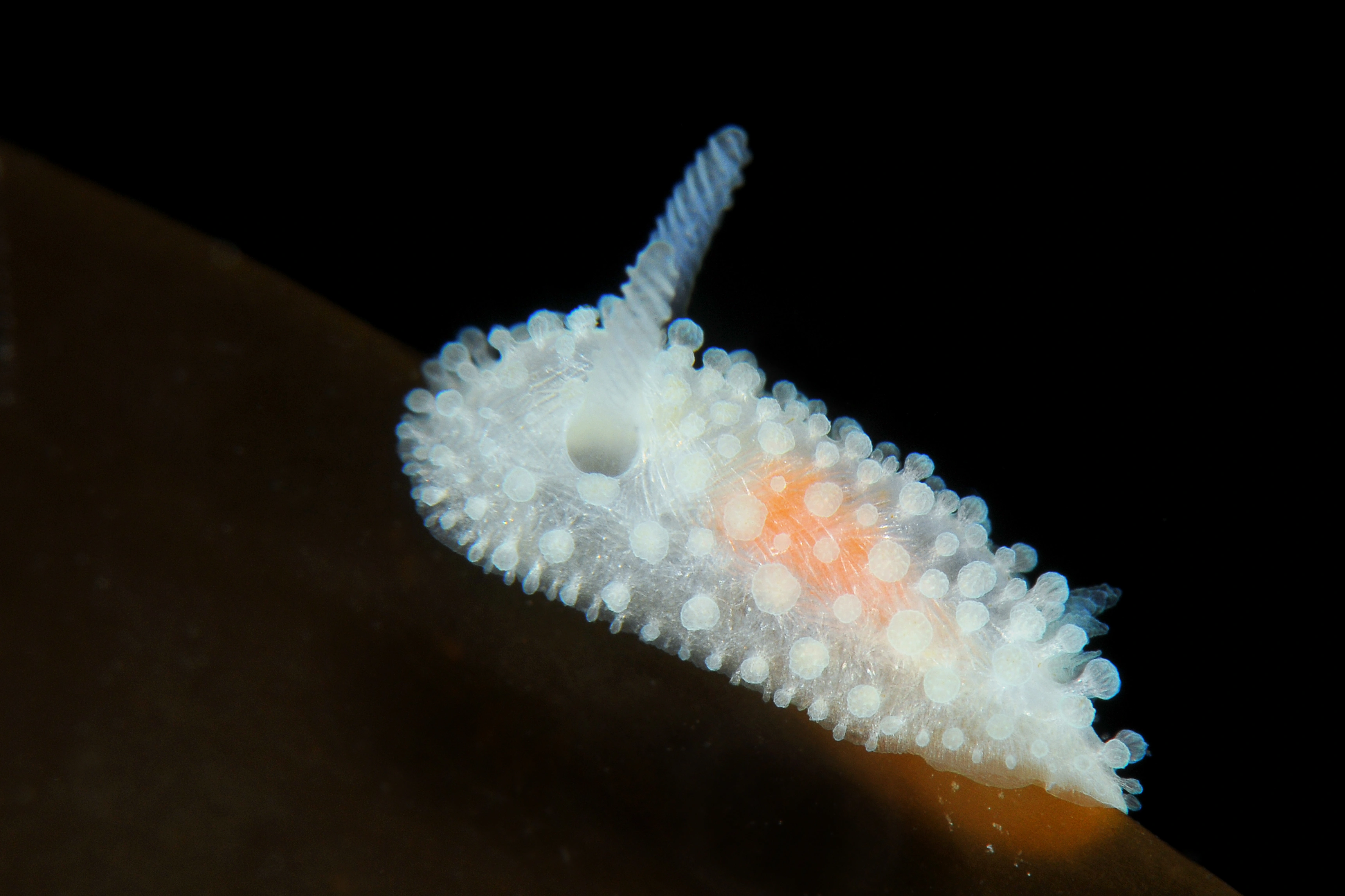 Nakensnegler: Onchidoris muricata.