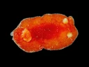 Nakensnegler: Rostanga rubra.