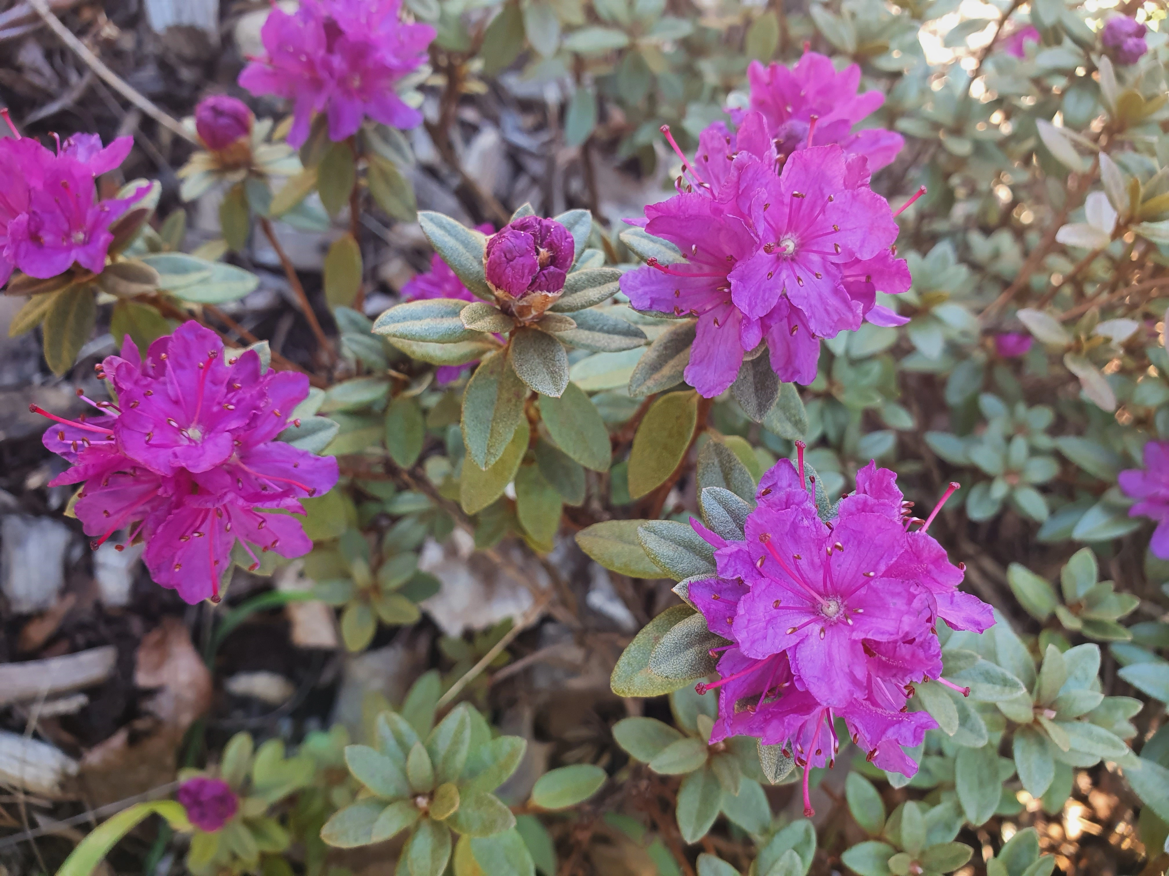 Lapprose: Rhododendron lapponicum parvifolium.