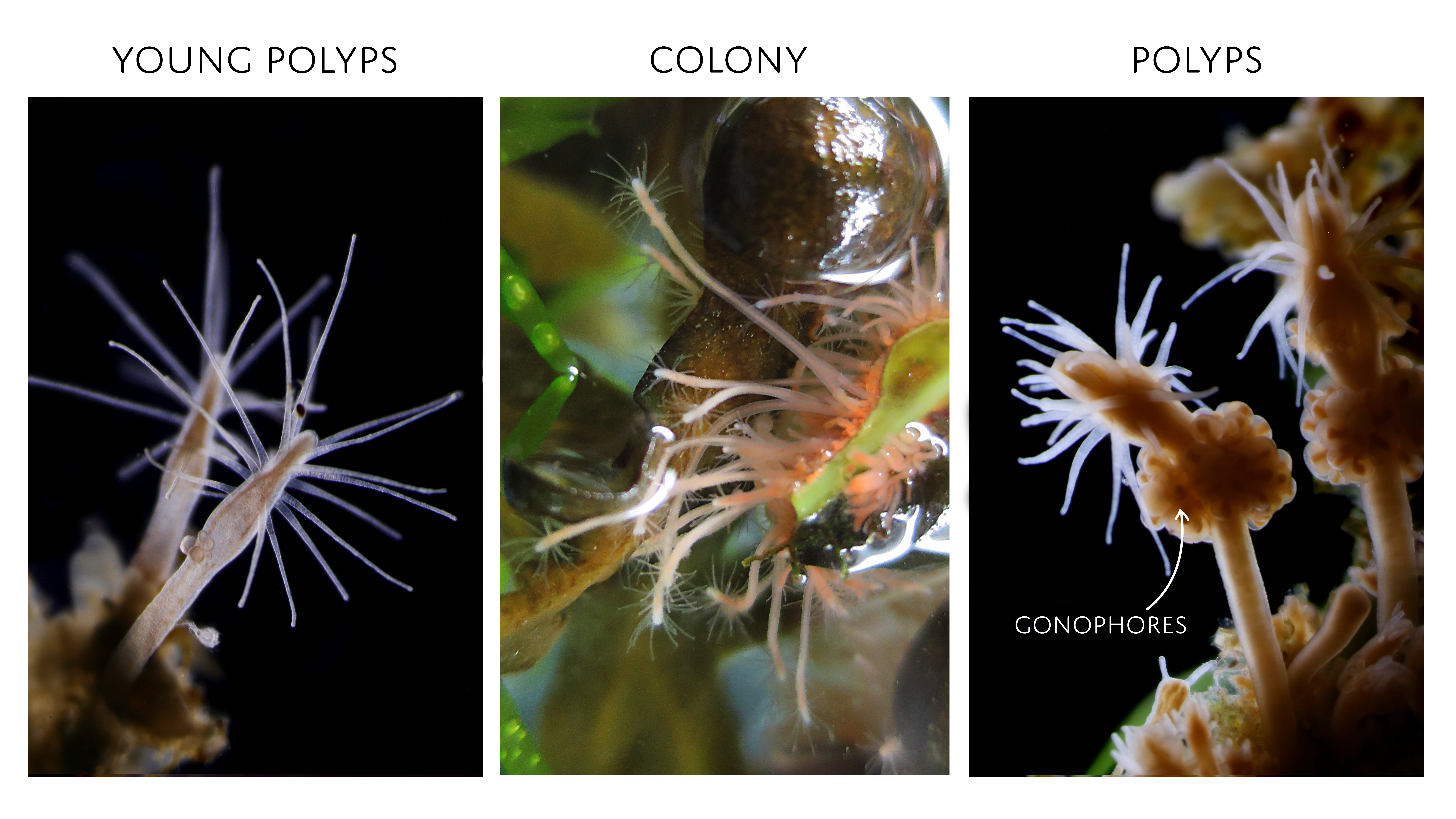 Hydrozoer: Clava multicornis.