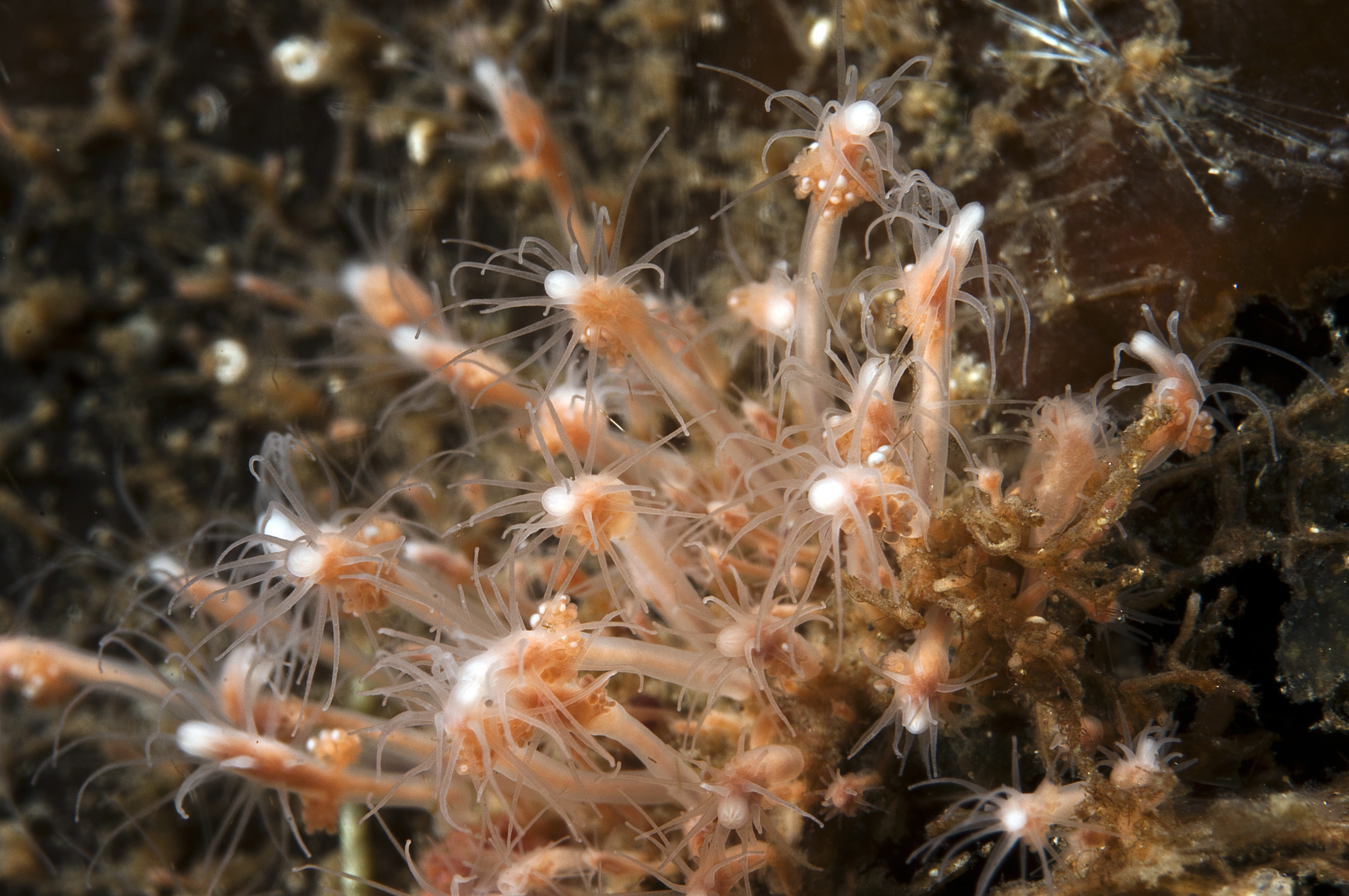 Hydrozoer: Clava multicornis.