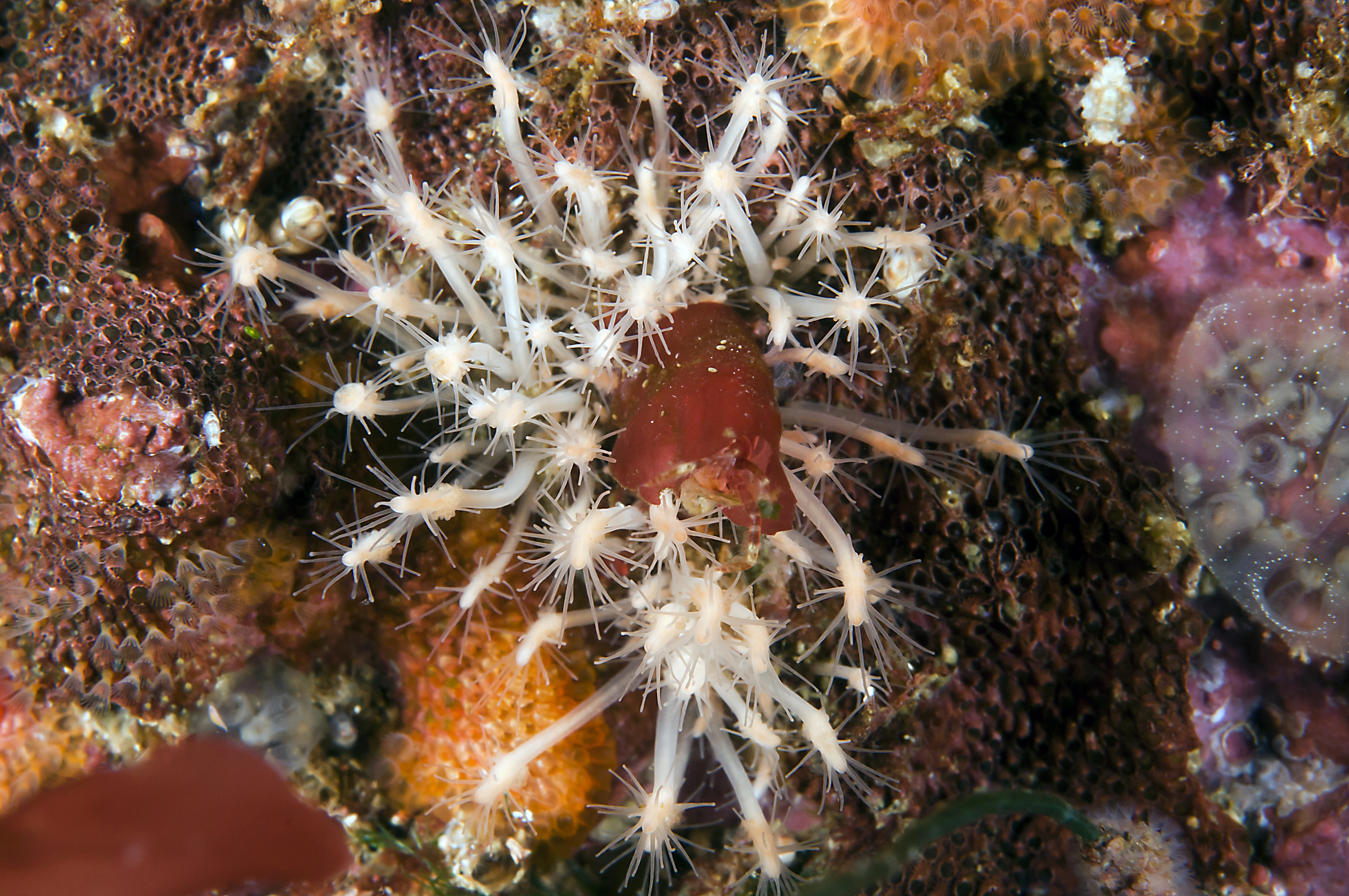 Hydrozoer: Clava multicornis.