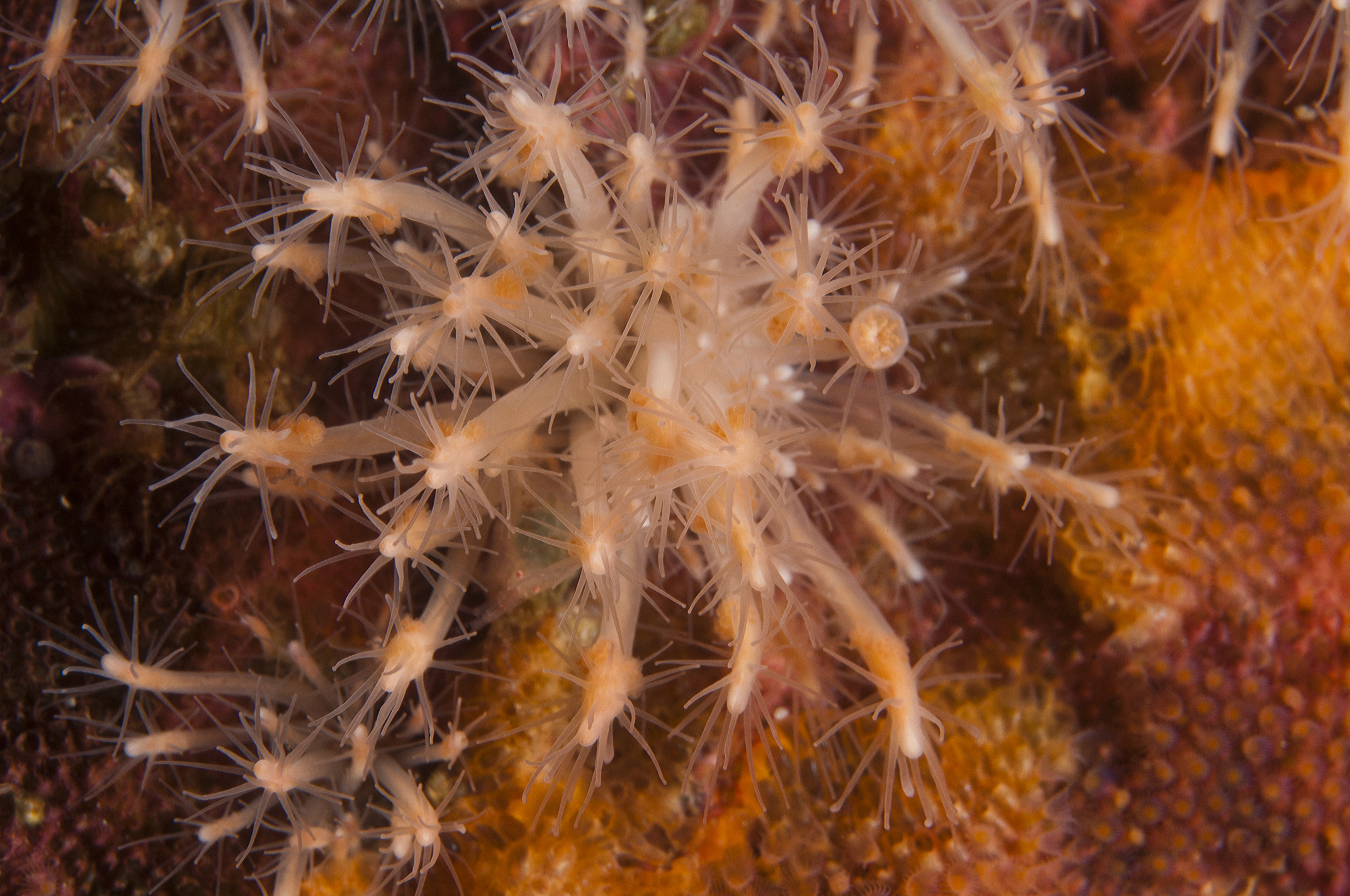 Hydrozoer: Clava multicornis.