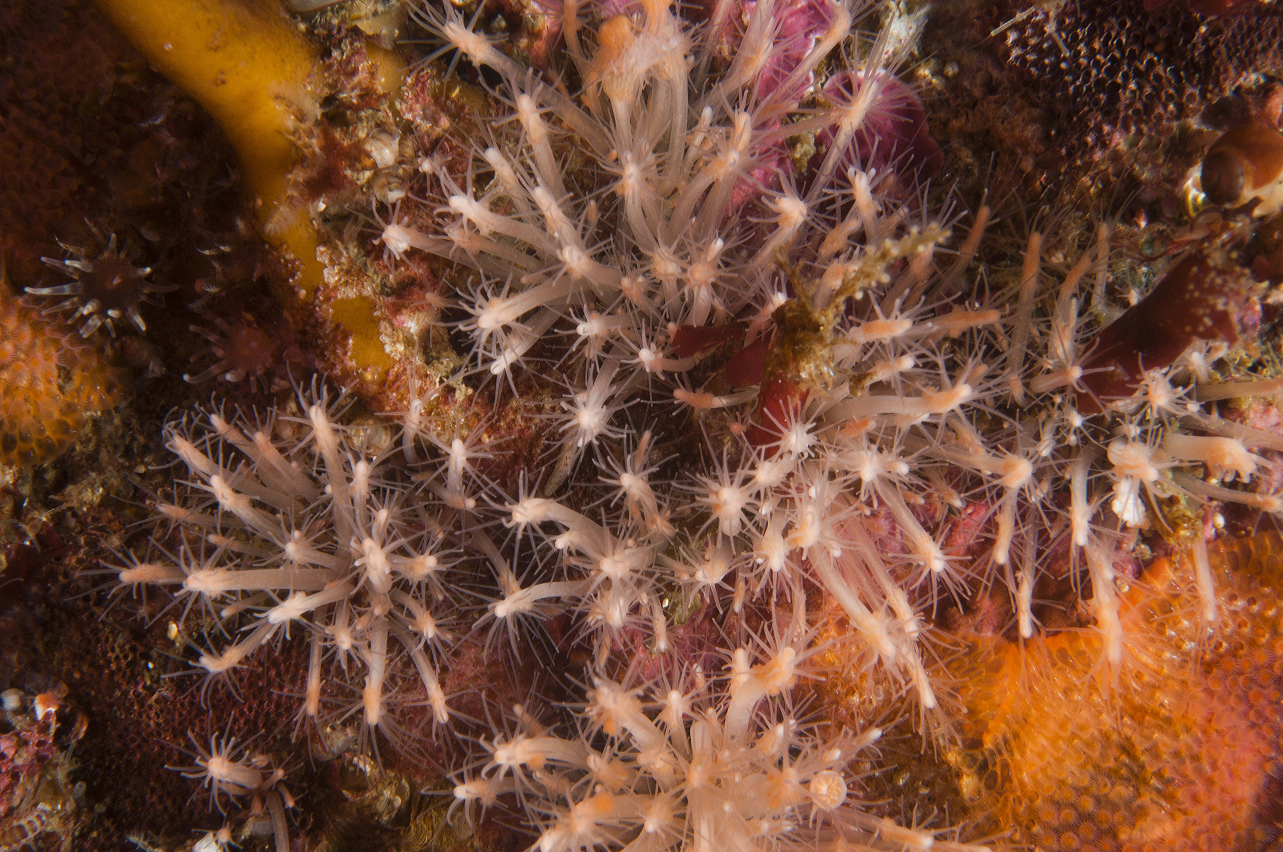 Hydrozoer: Clava multicornis.