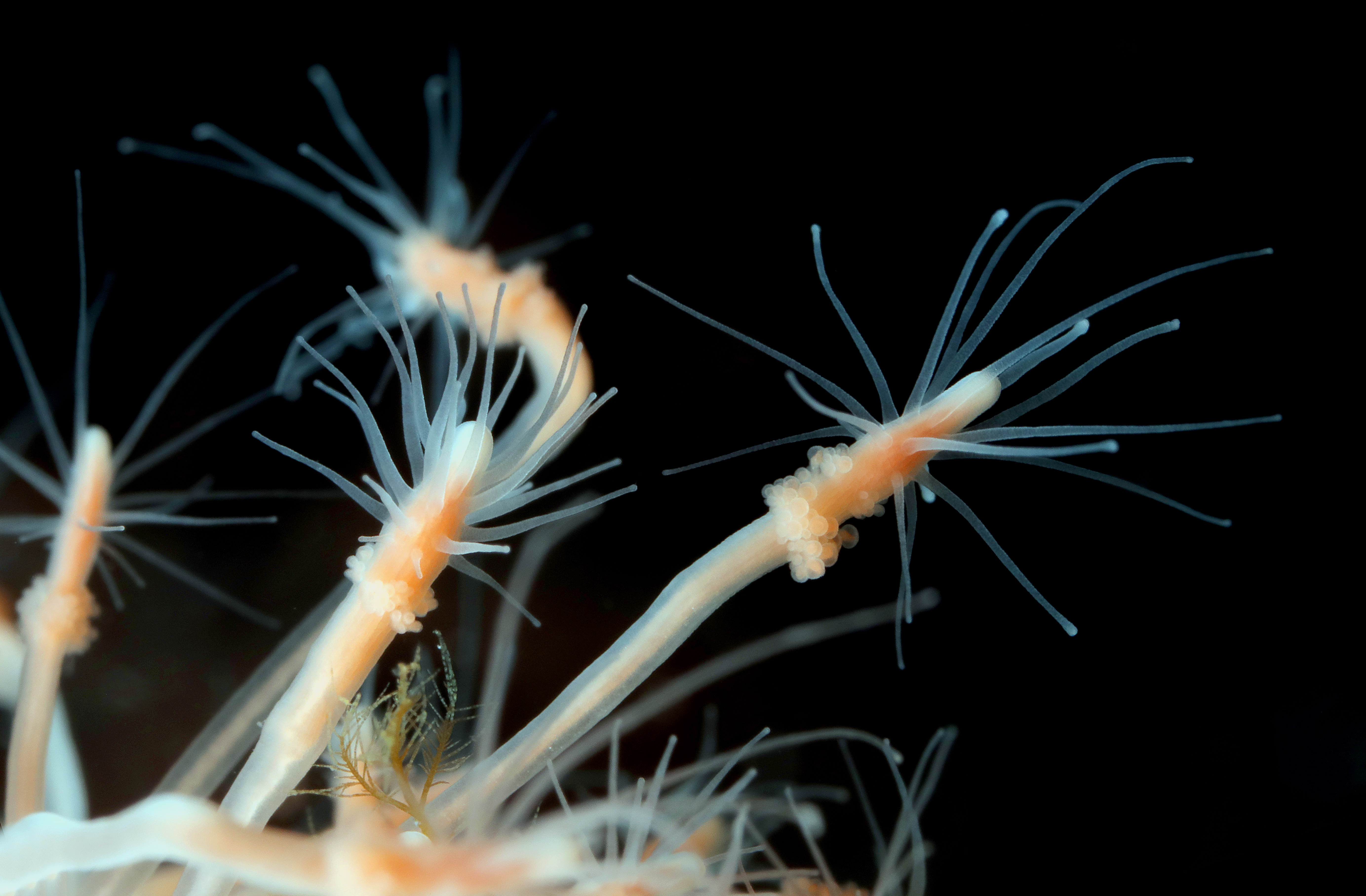 Hydrozoer: Clava multicornis.