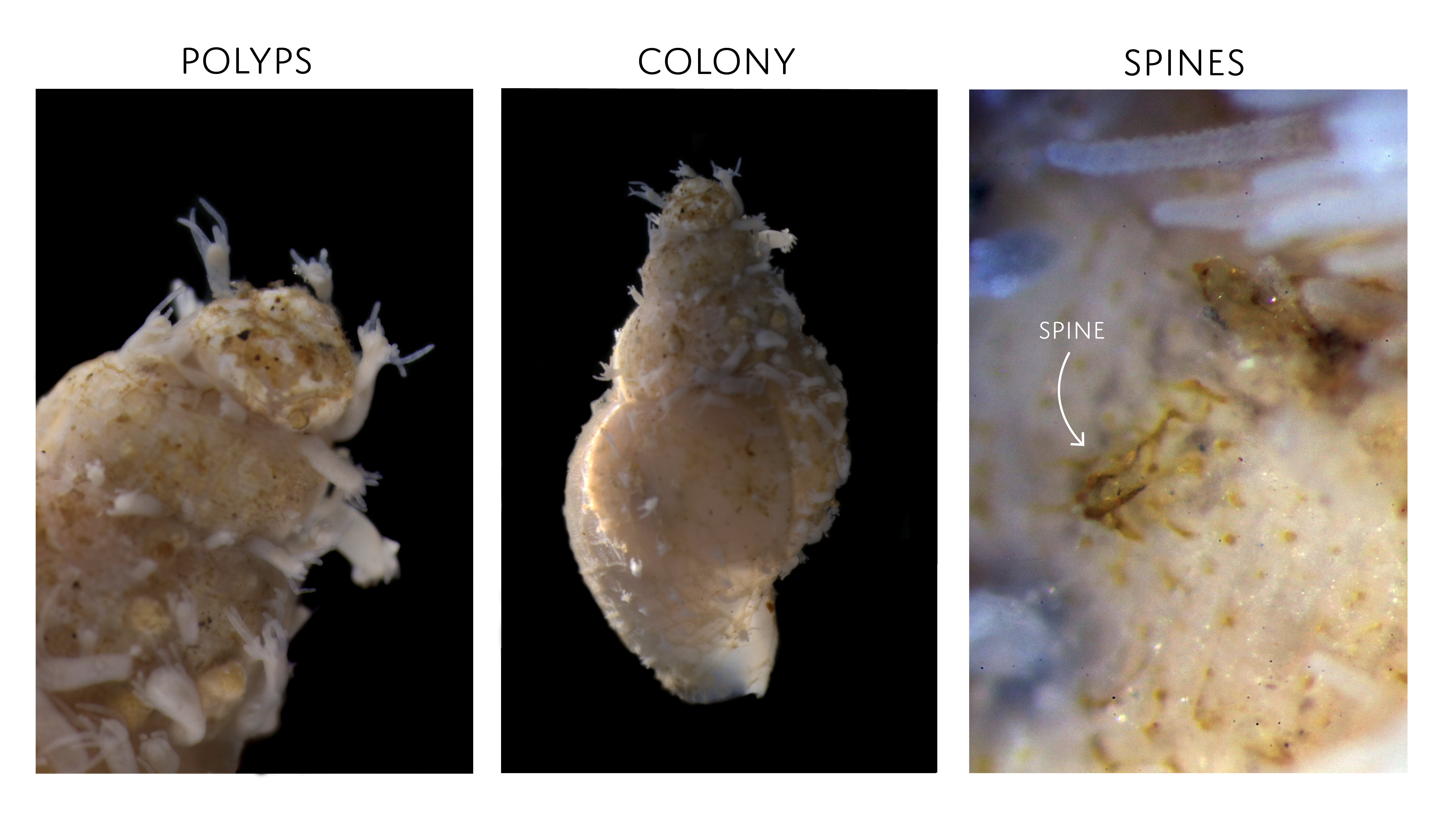 Hydrozoer: Clavactinia serrata.