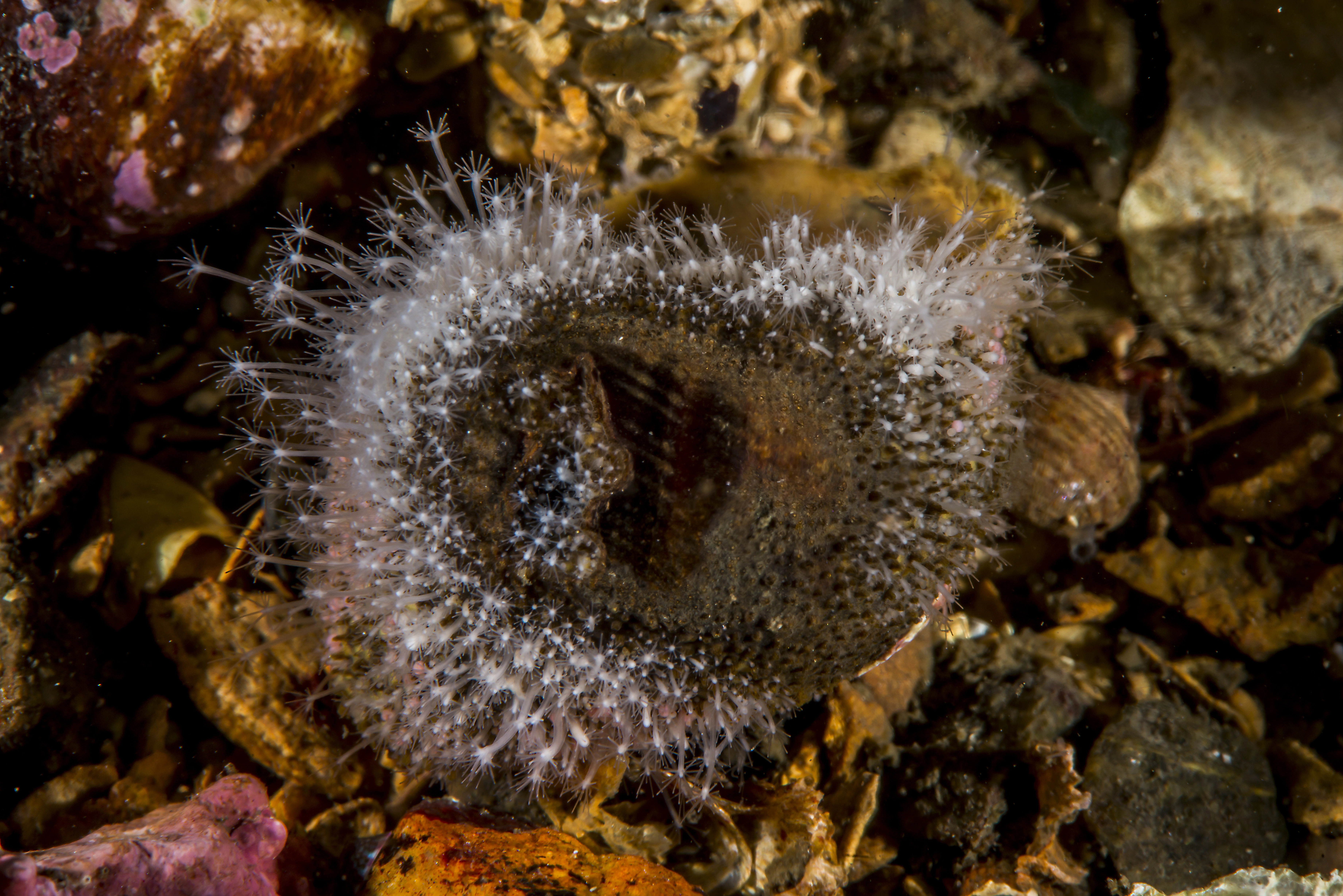 Hydrozoer: Hydractinia echinata.