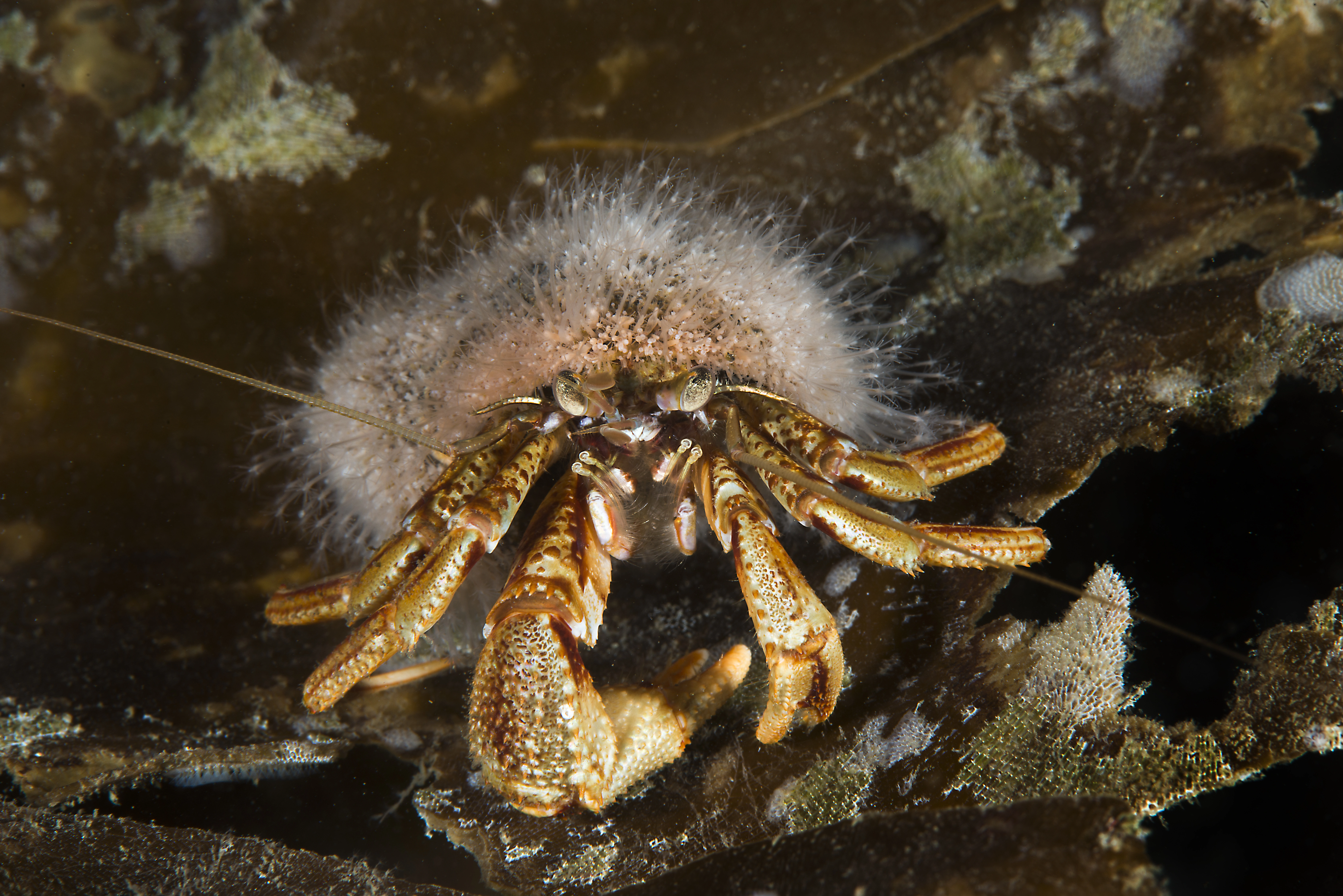 Hydrozoer: Hydractinia echinata.