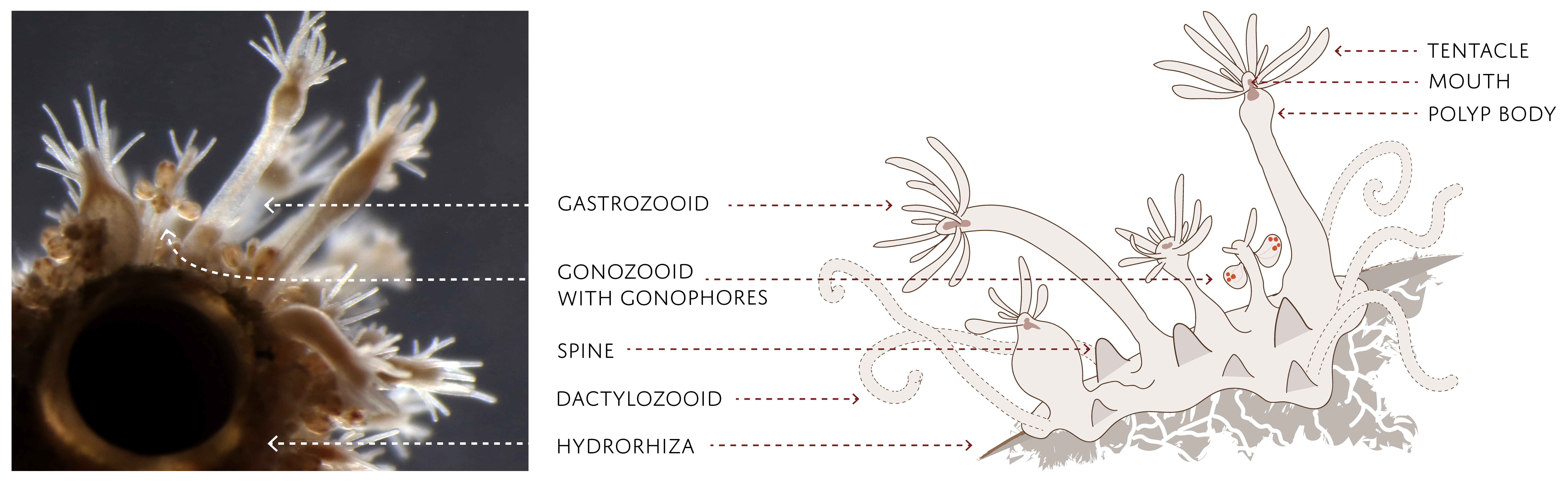 Hydrozoer: Hydractiniidae.