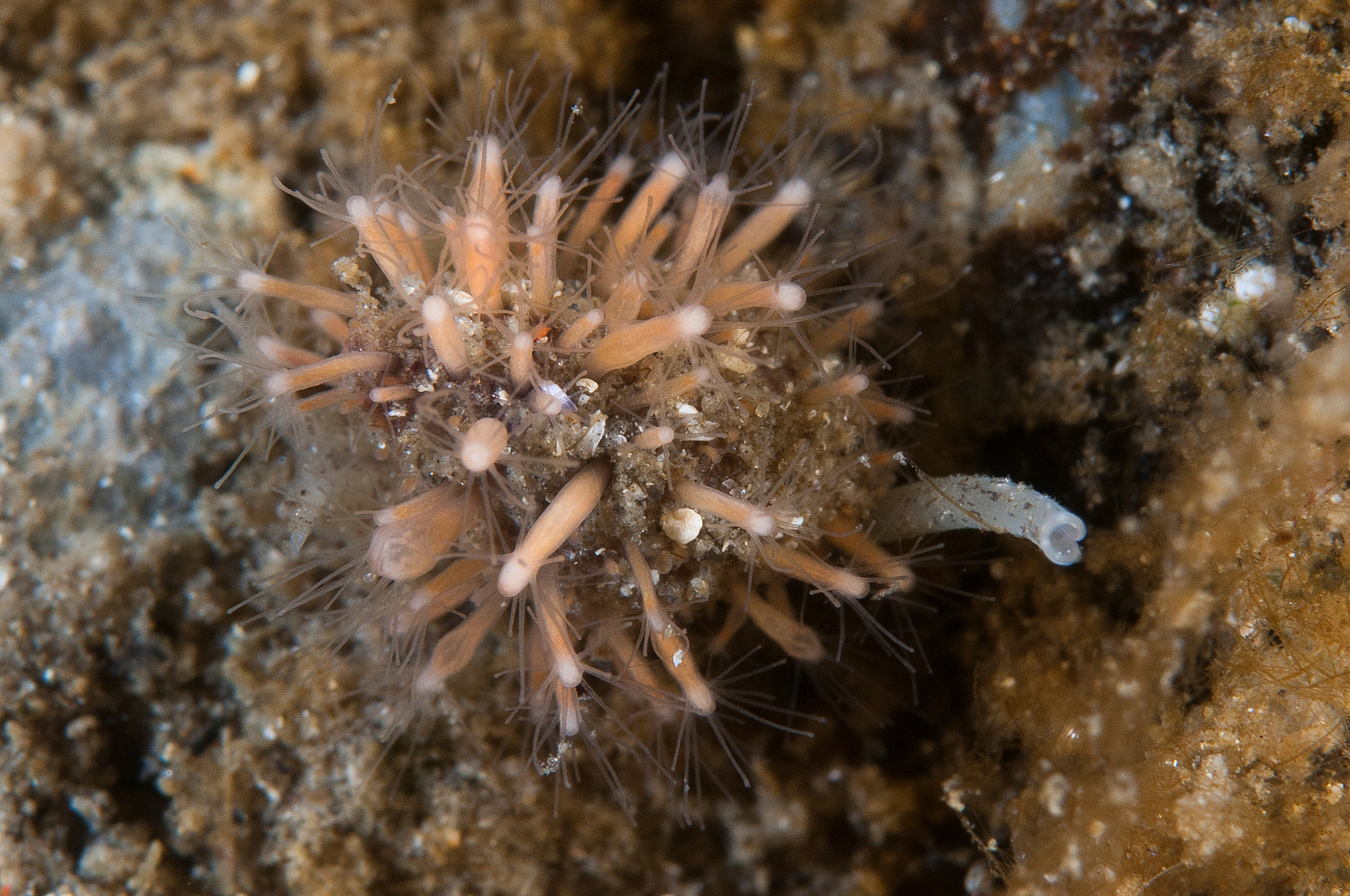 Hydrozoer: Podocoryna carnea.