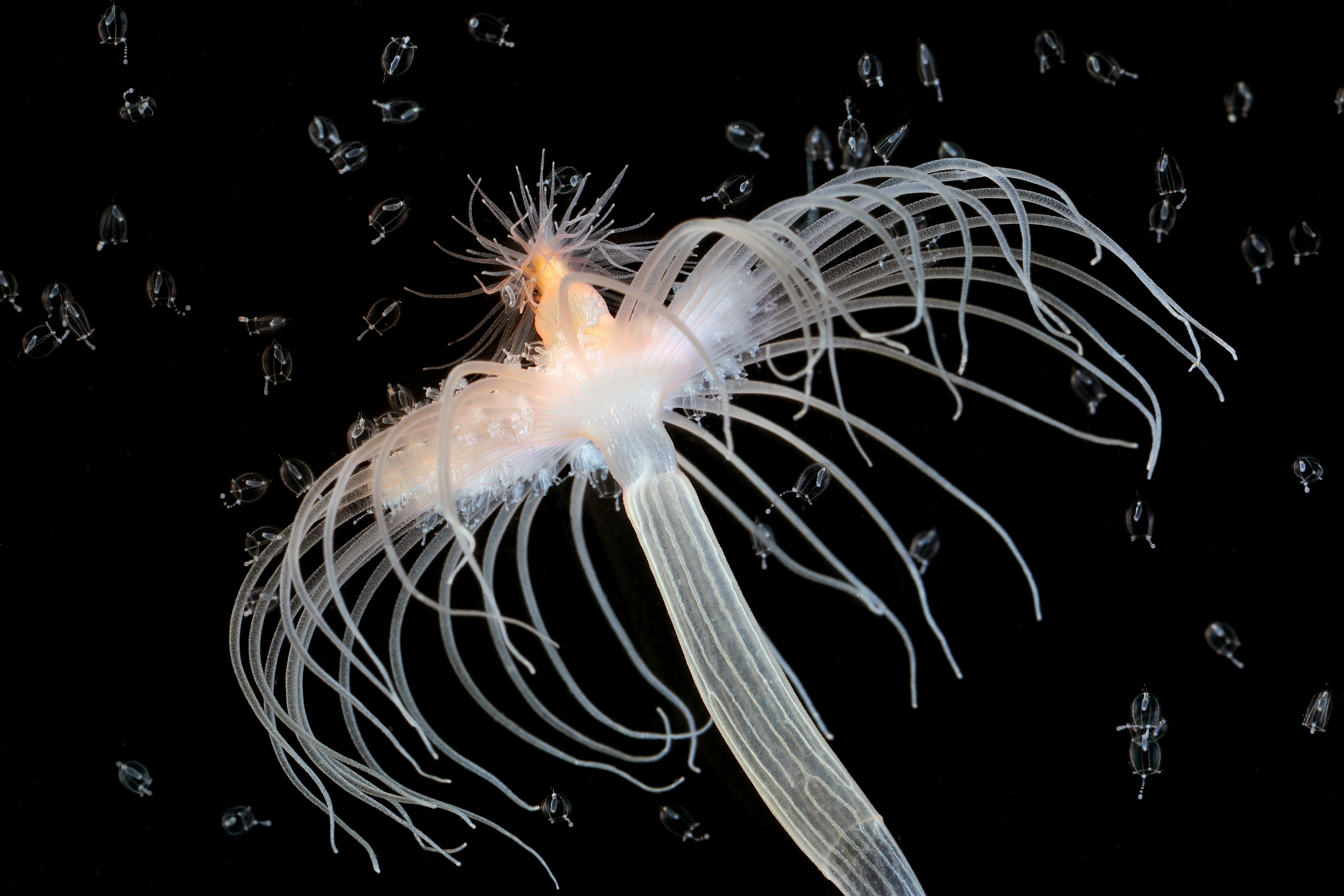 Hydrozoer: Corymorpha nutans.