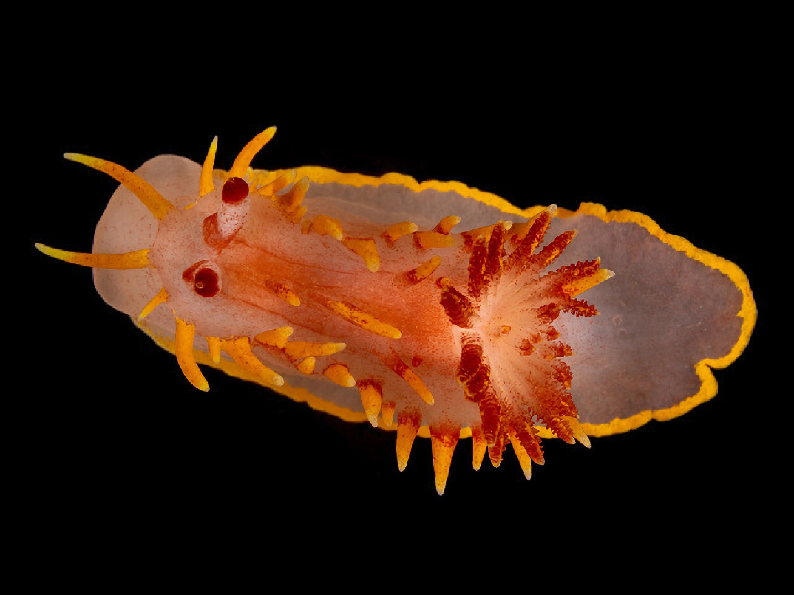 Nakensnegler: Okenia elegans.