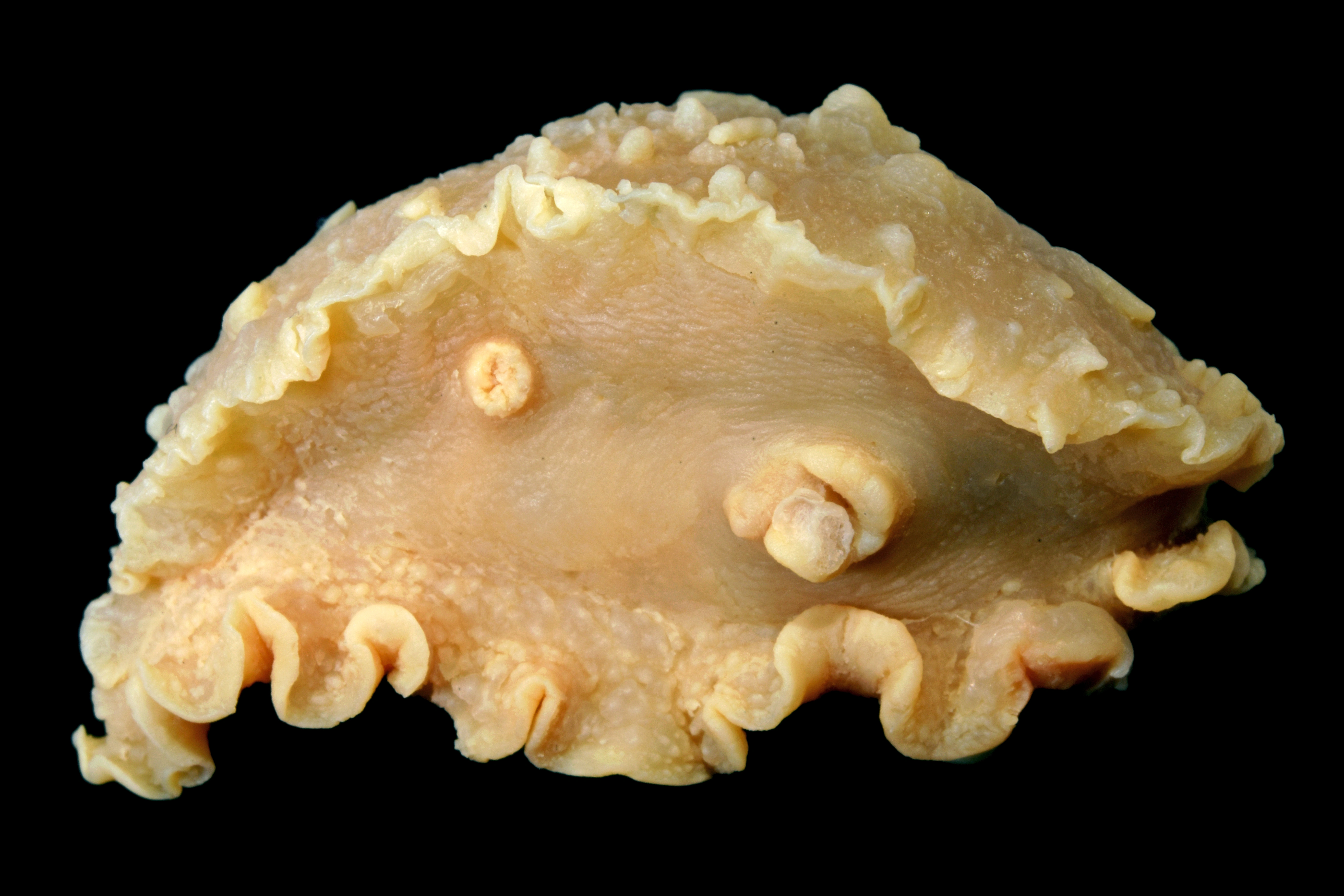 Bløtdyr: Heterodoris robusta.