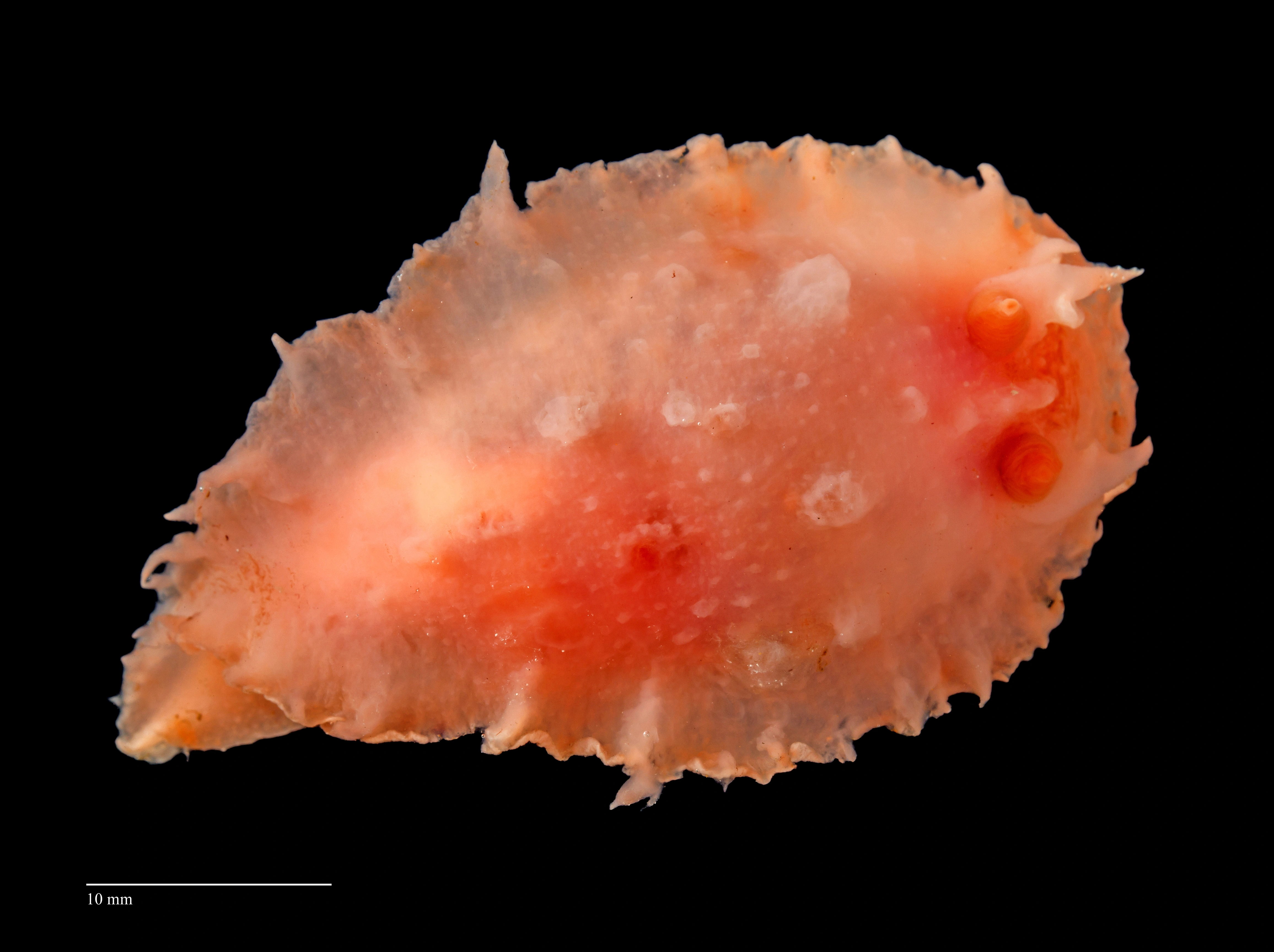 Flergjellesnegler: Heterodoris robusta.