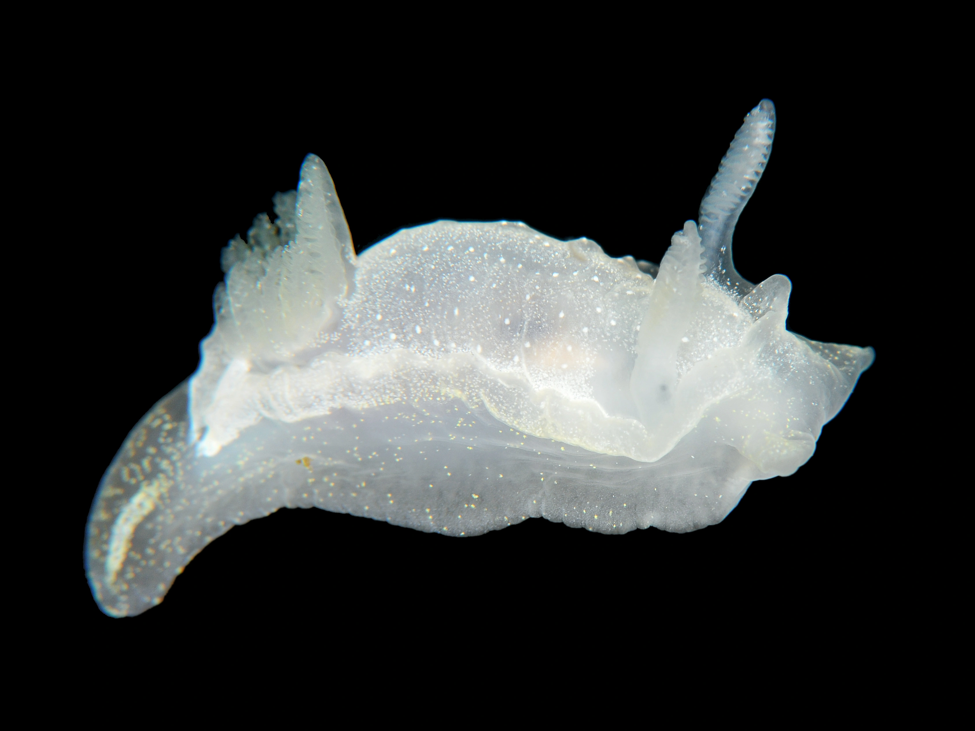 Bløtdyr: Goniodoris nodosa.