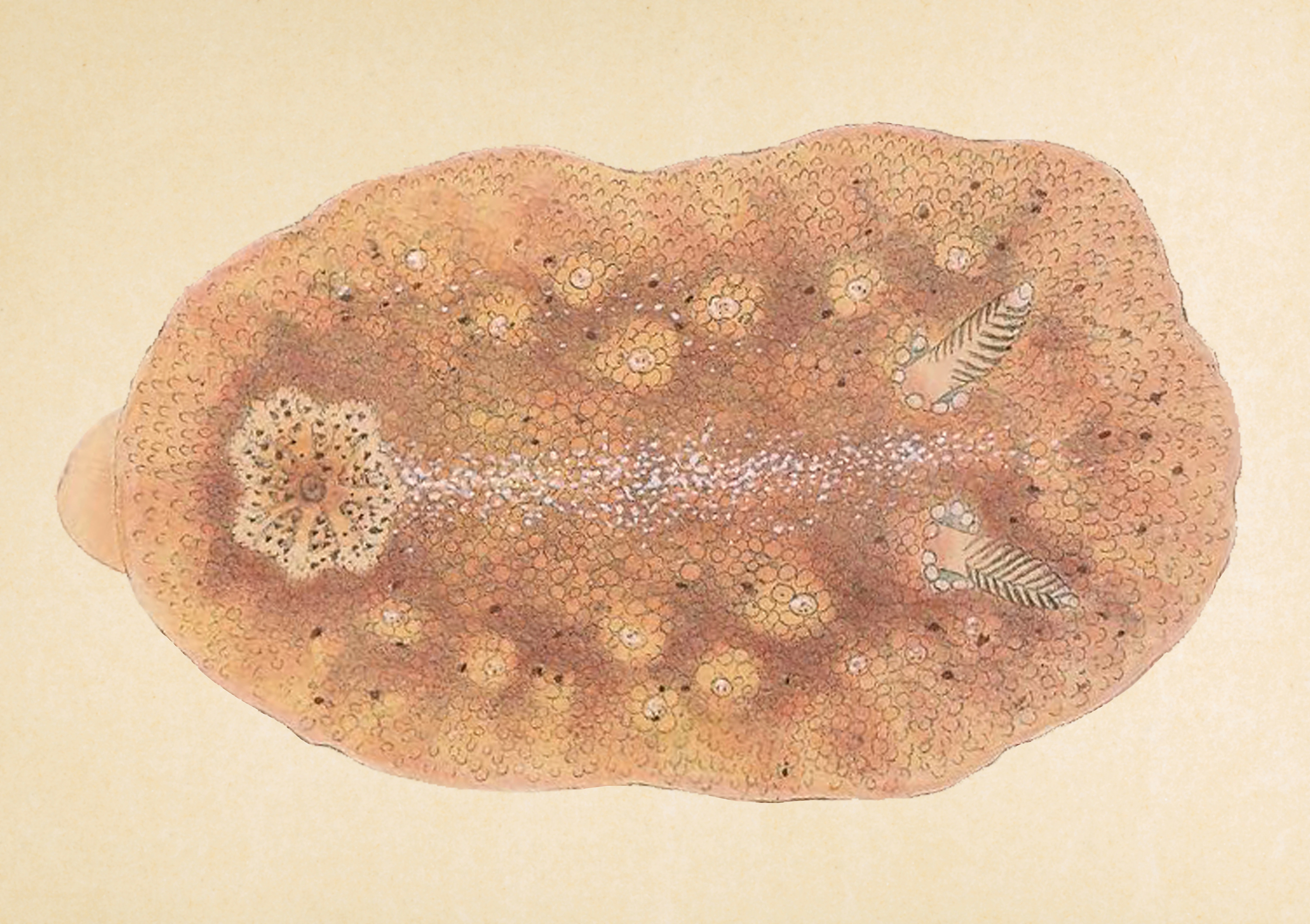 Nakensnegler: Geitodoris planata.