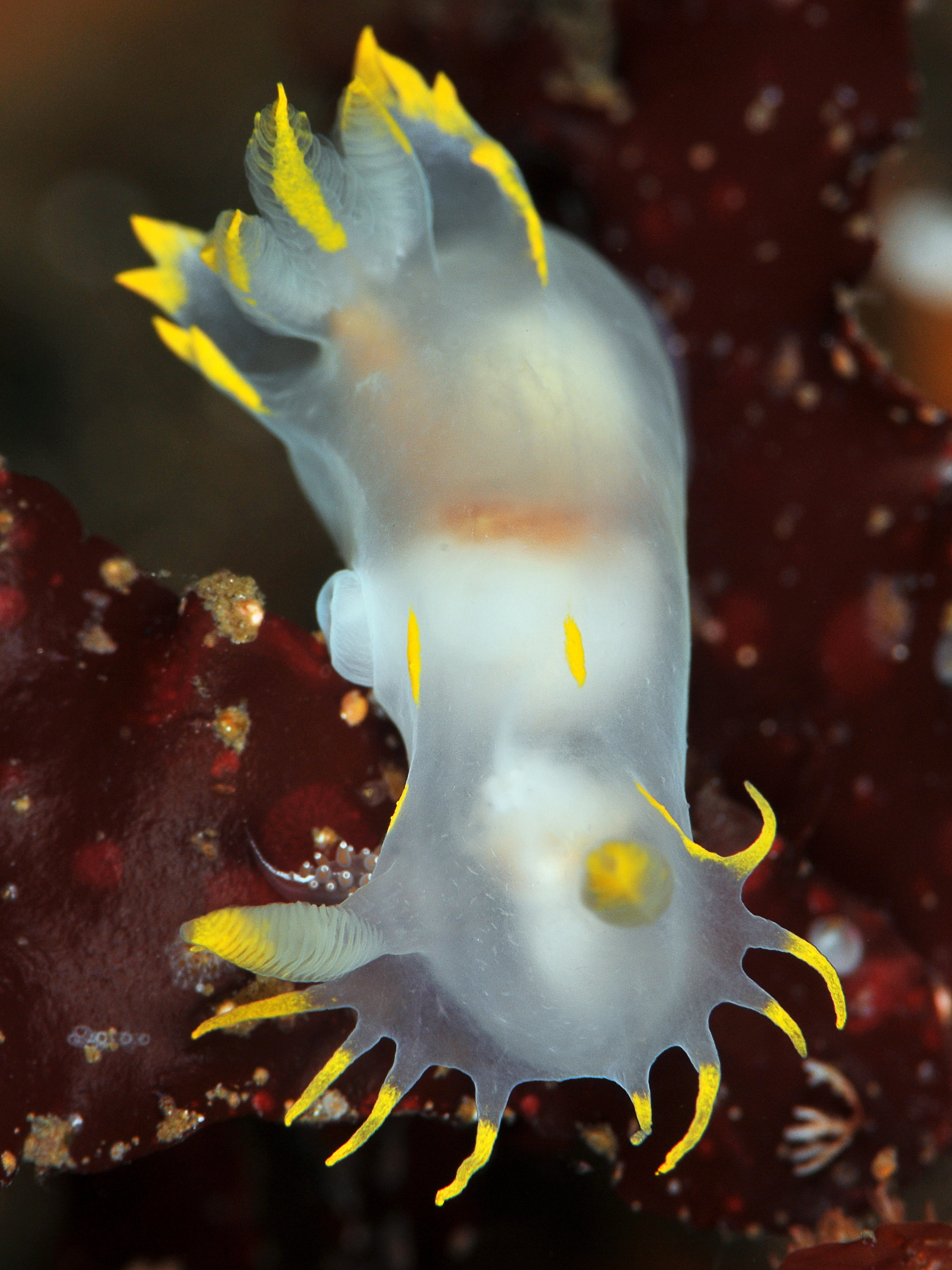 Bløtdyr: Polycera faeroensis.