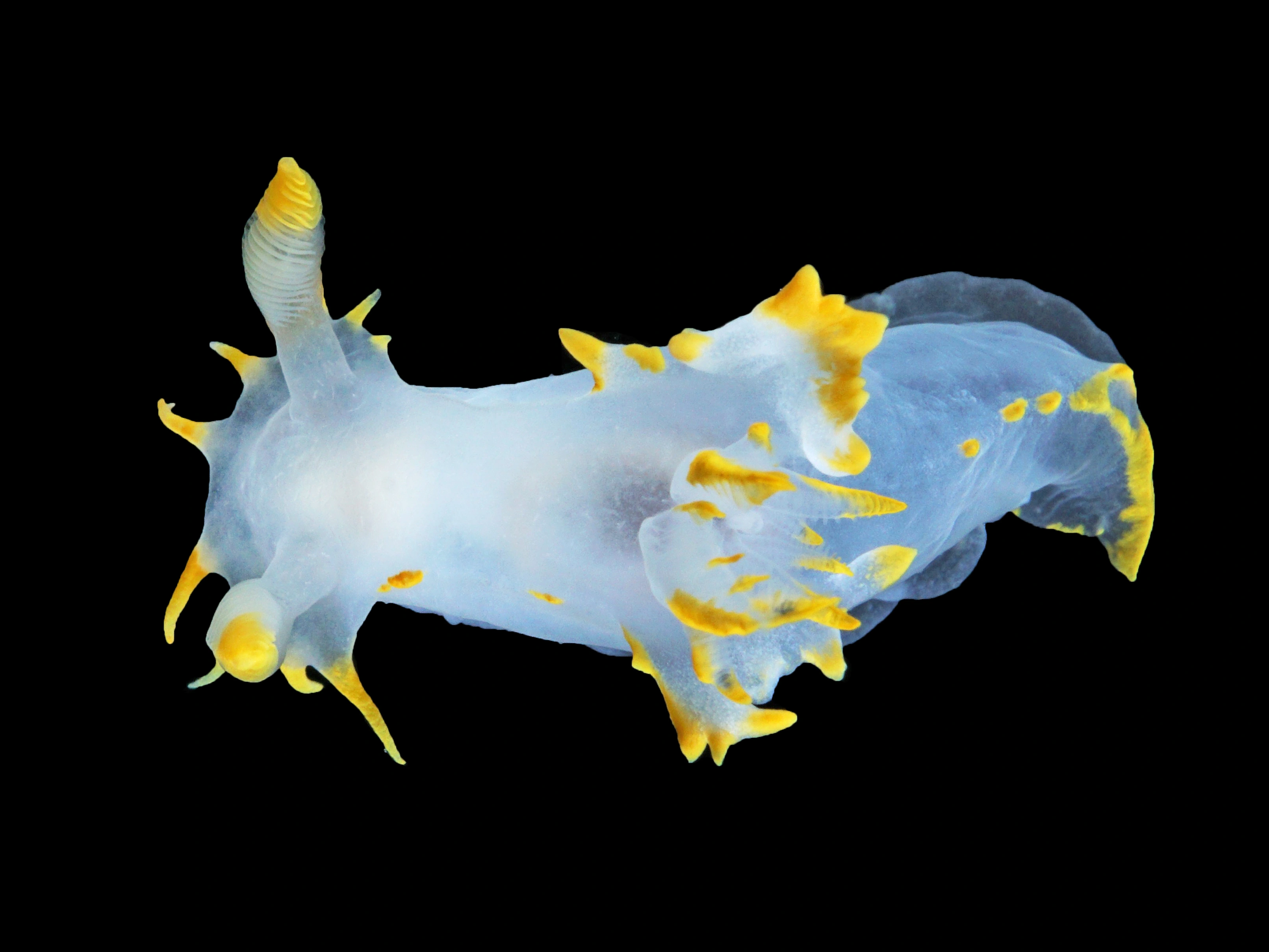 Bløtdyr: Polycera faeroensis.