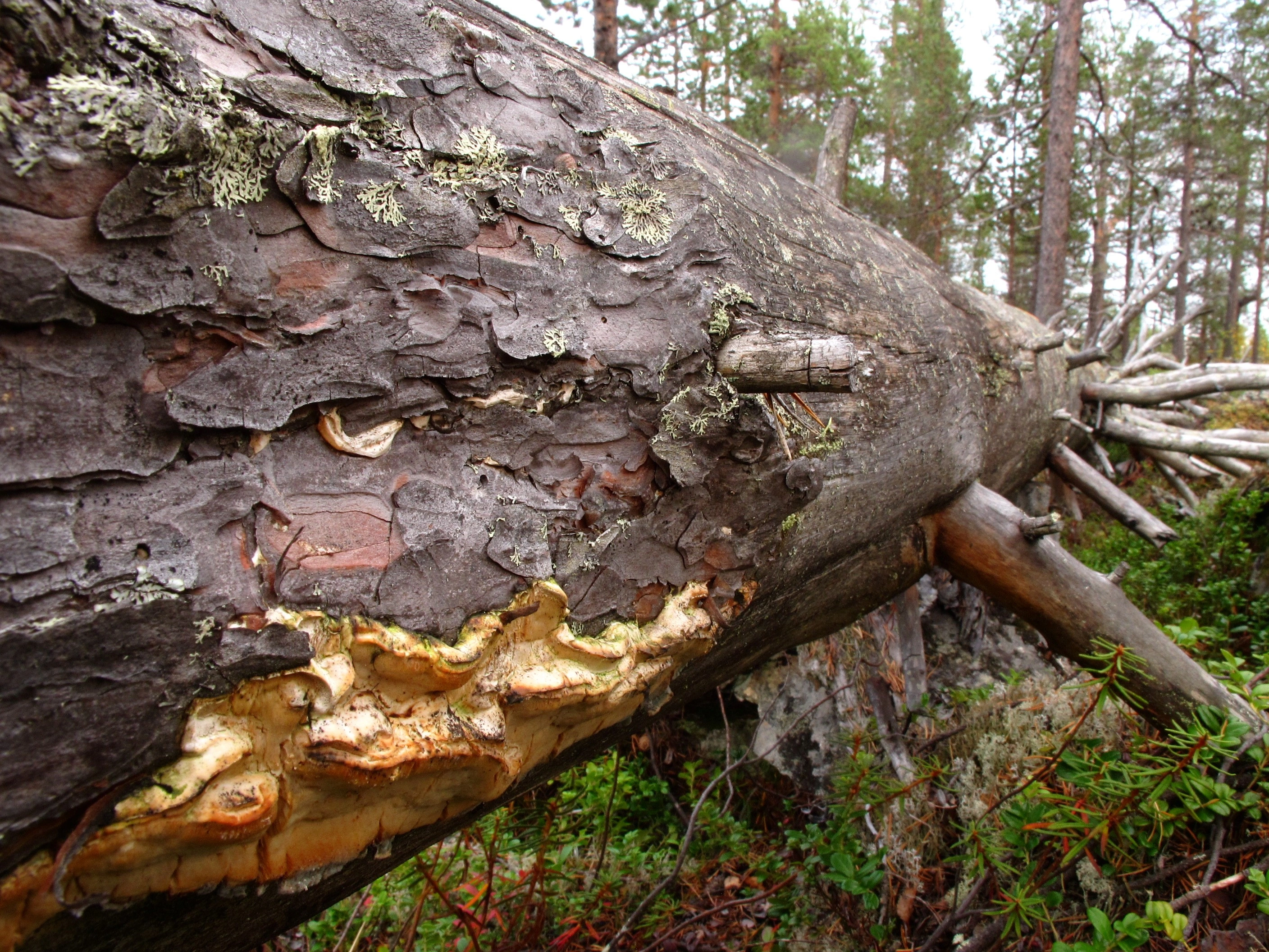 Sølvfurukjuke.