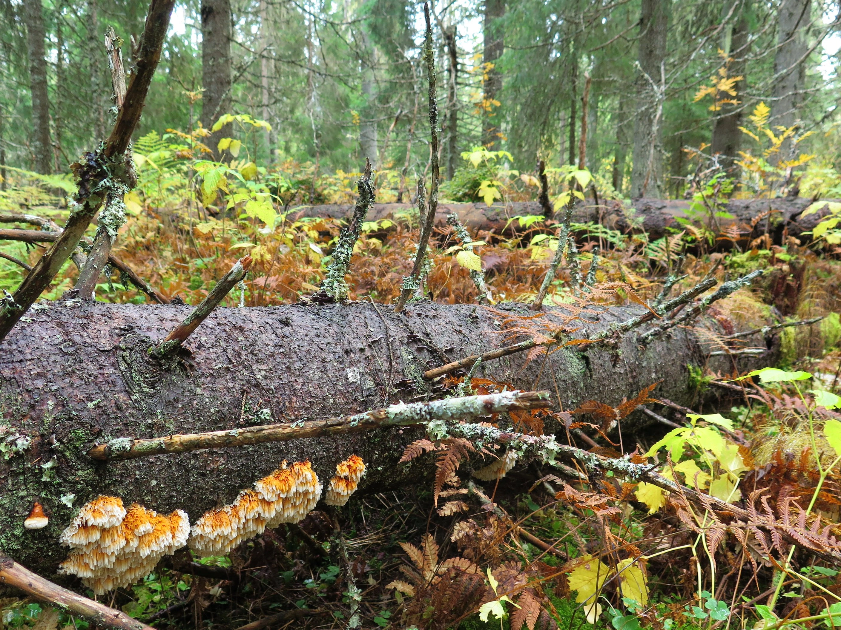 Storporet flammekjuke.