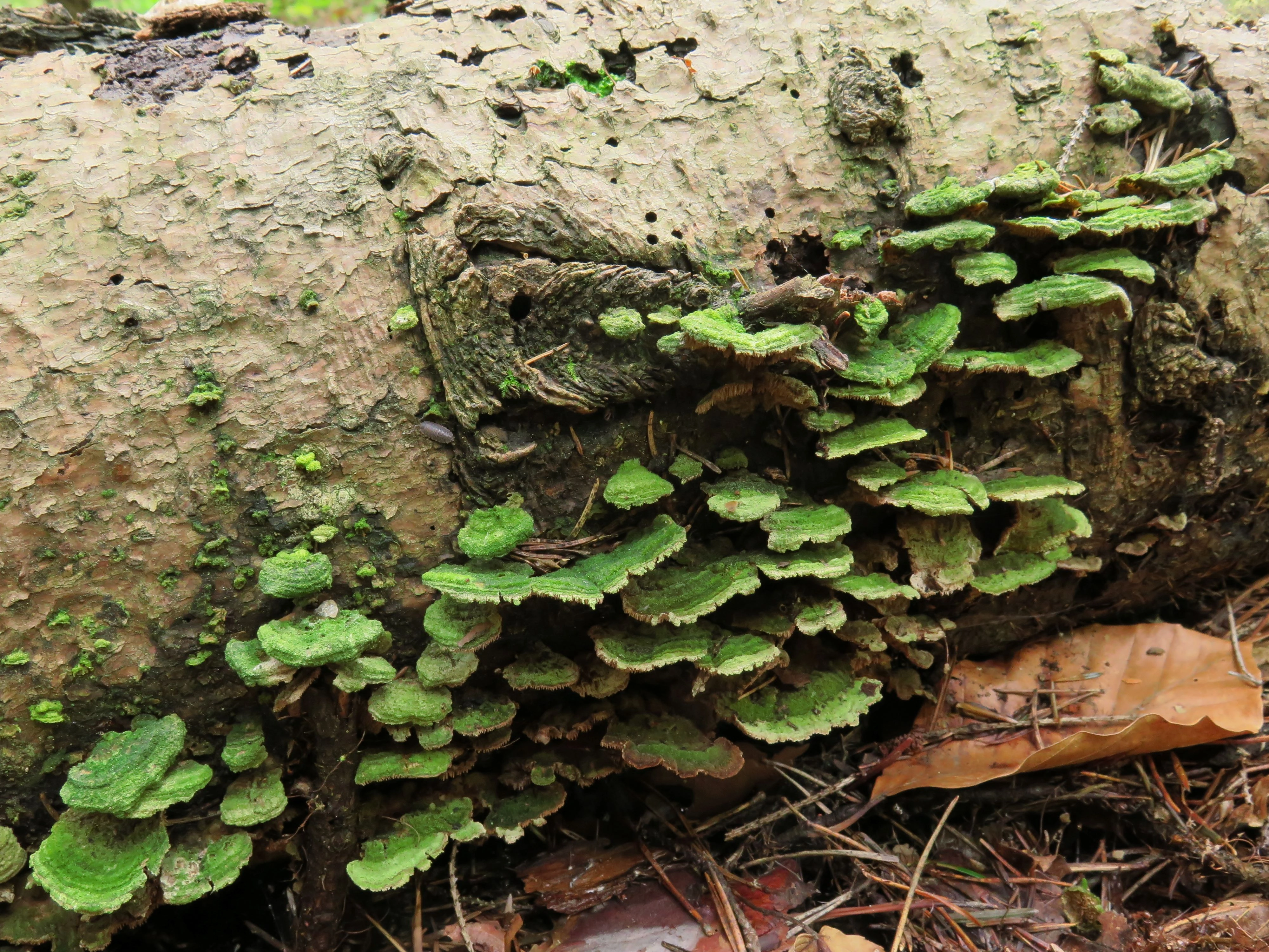 Stilksporesopper: Trichaptum biforme.