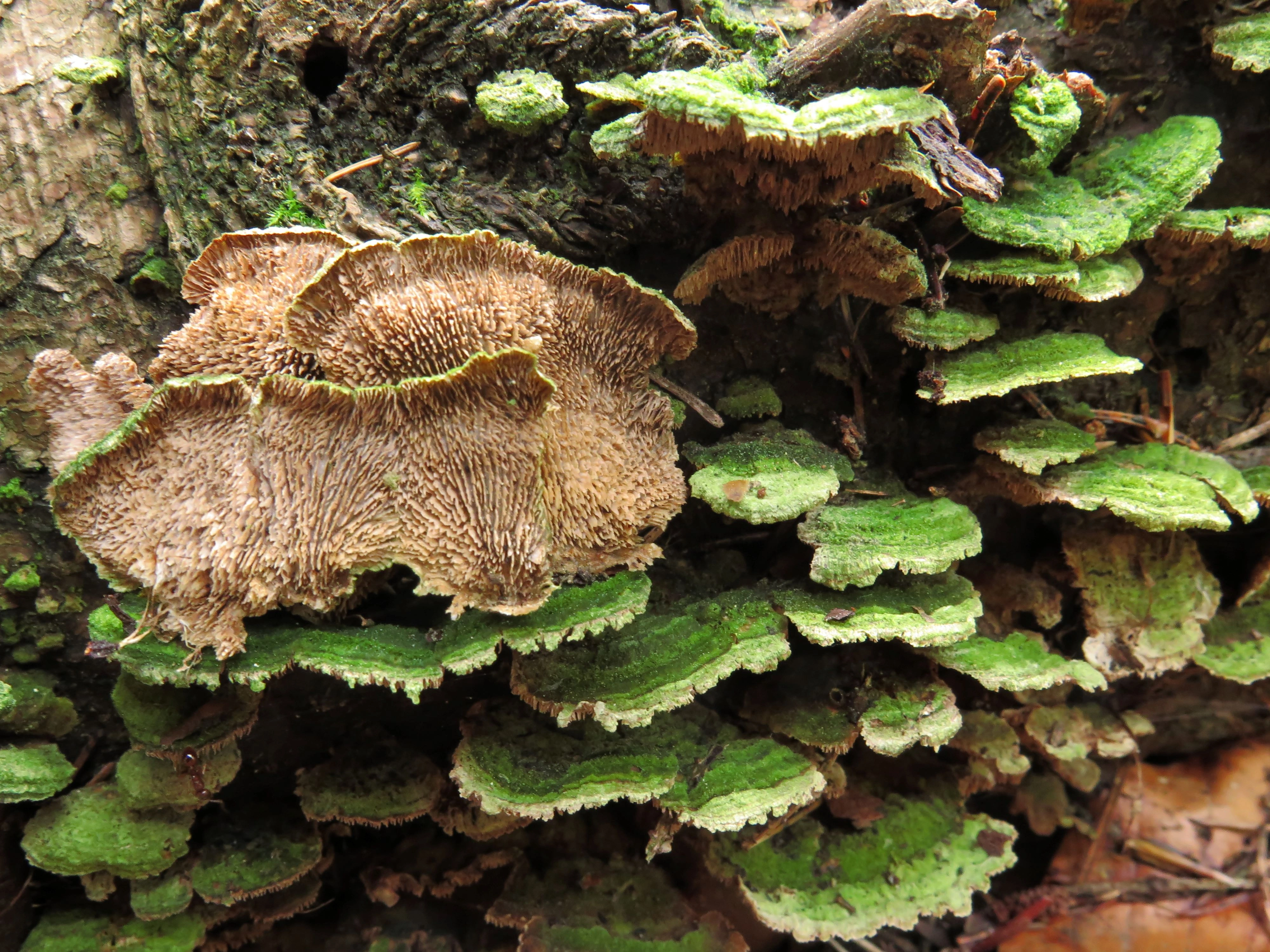 Fiolkjuker: Trichaptum biforme.