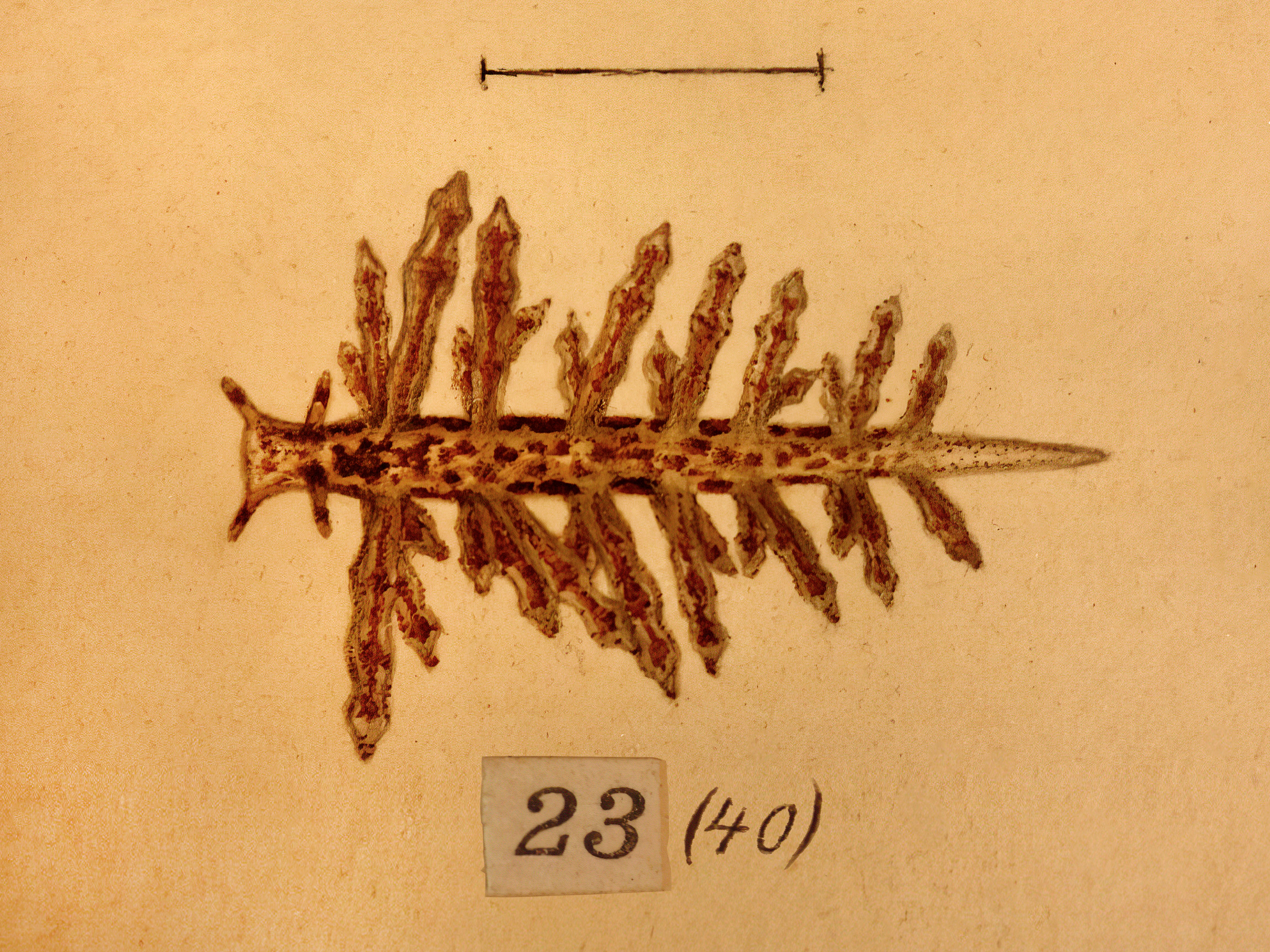 Bløtdyr: Capellinia fustifera.