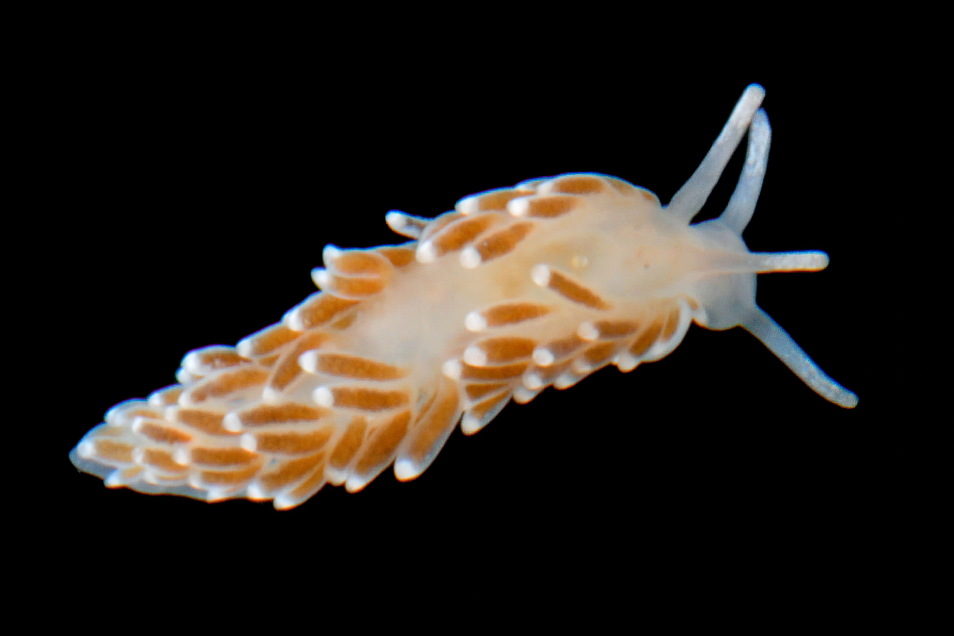 Nakensnegler: Cuthonella concinna.