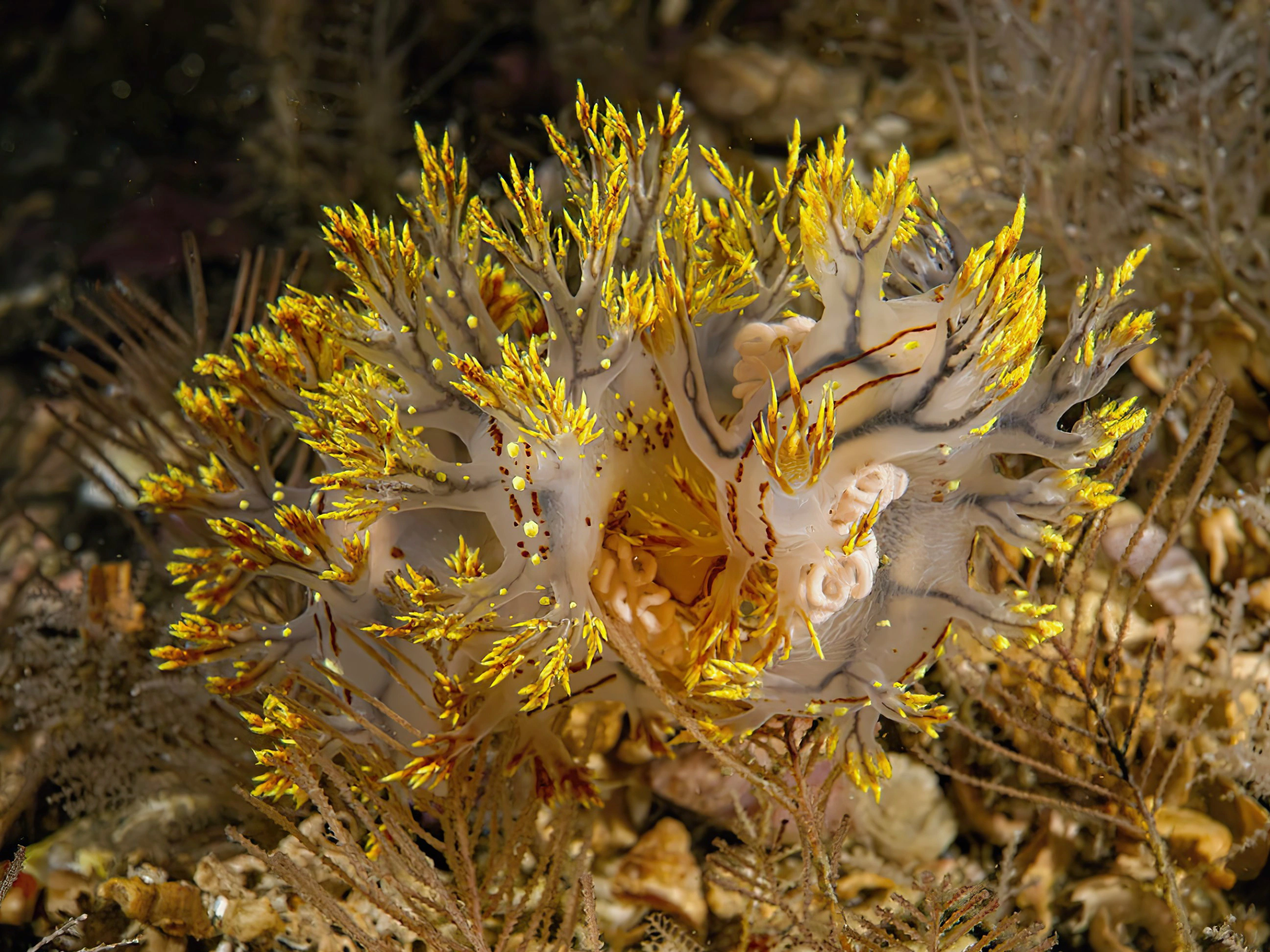 Bløtdyr: Dendronotus yrjargul.