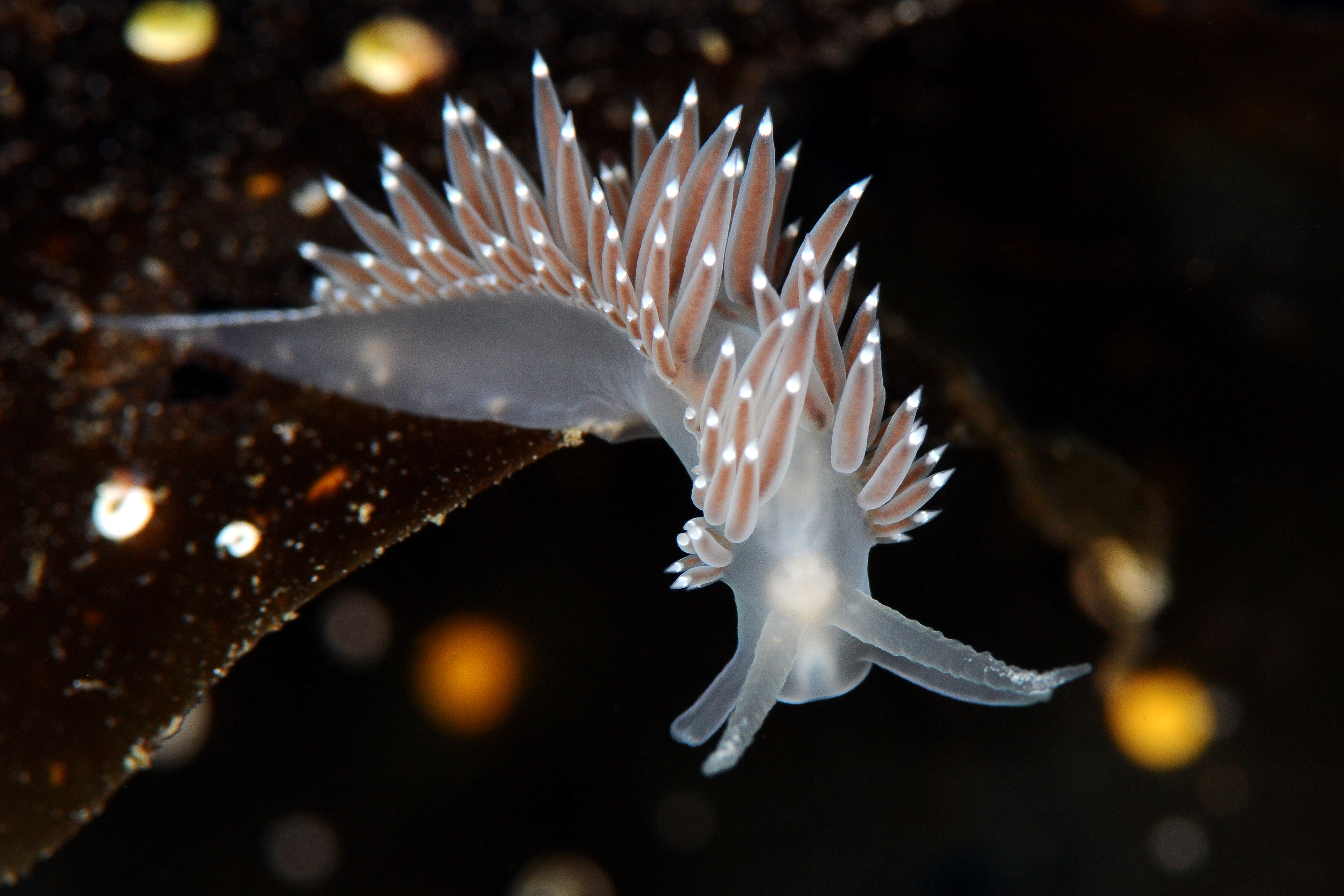 Bløtdyr: Coryphella verrucosa.