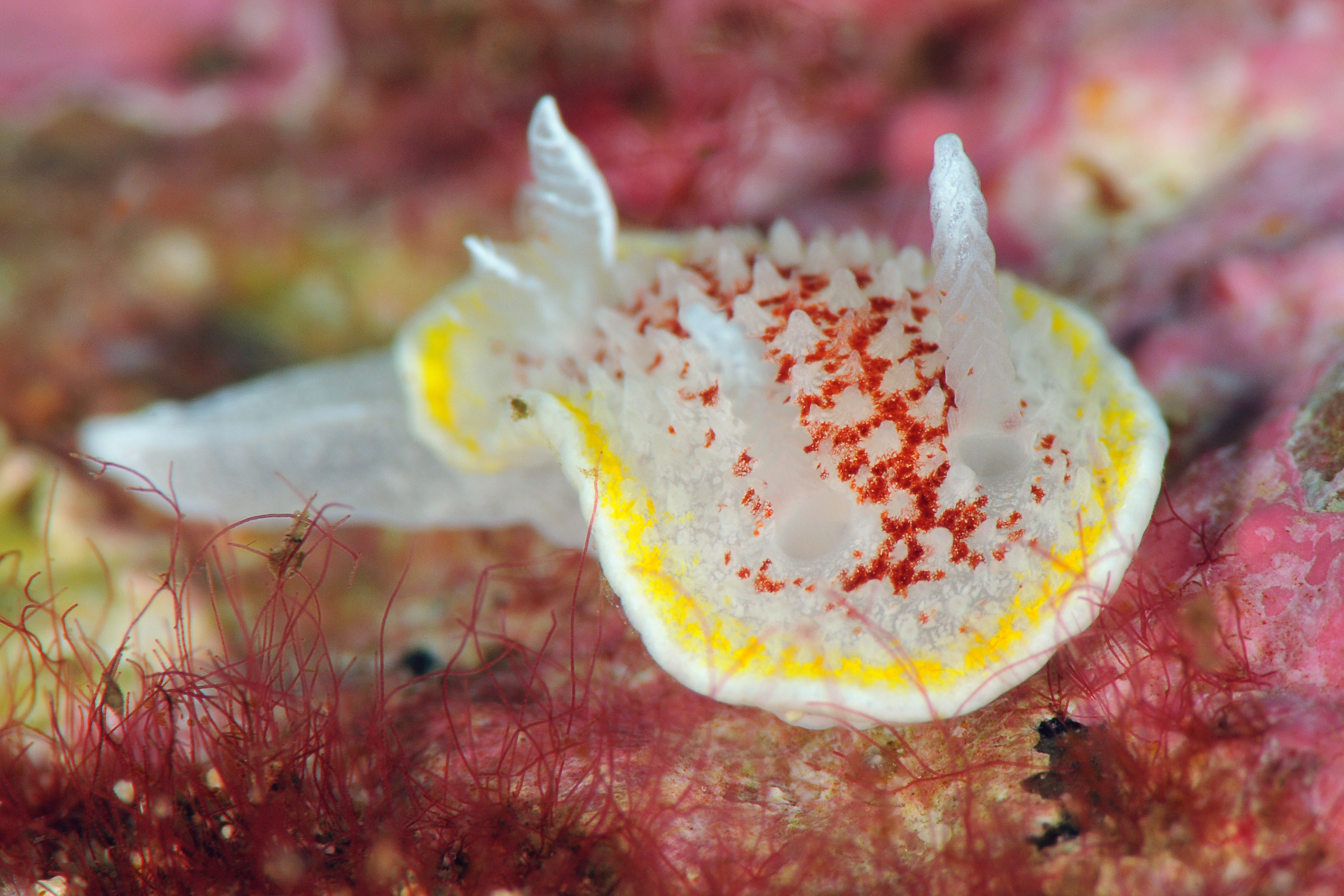 Bløtdyr: Diaphorodoris luteocincta.