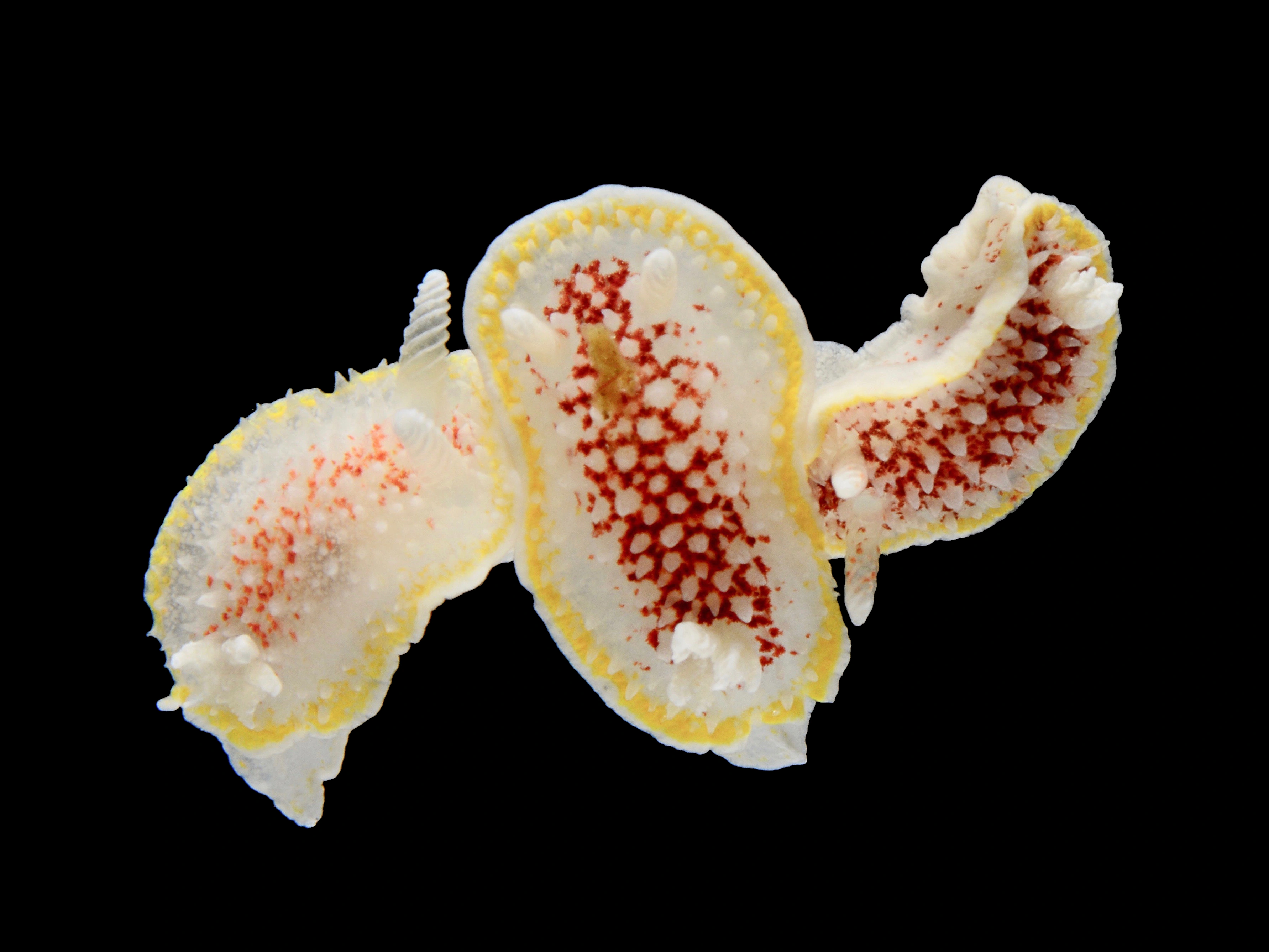 Nakensnegler: Diaphorodoris luteocincta.