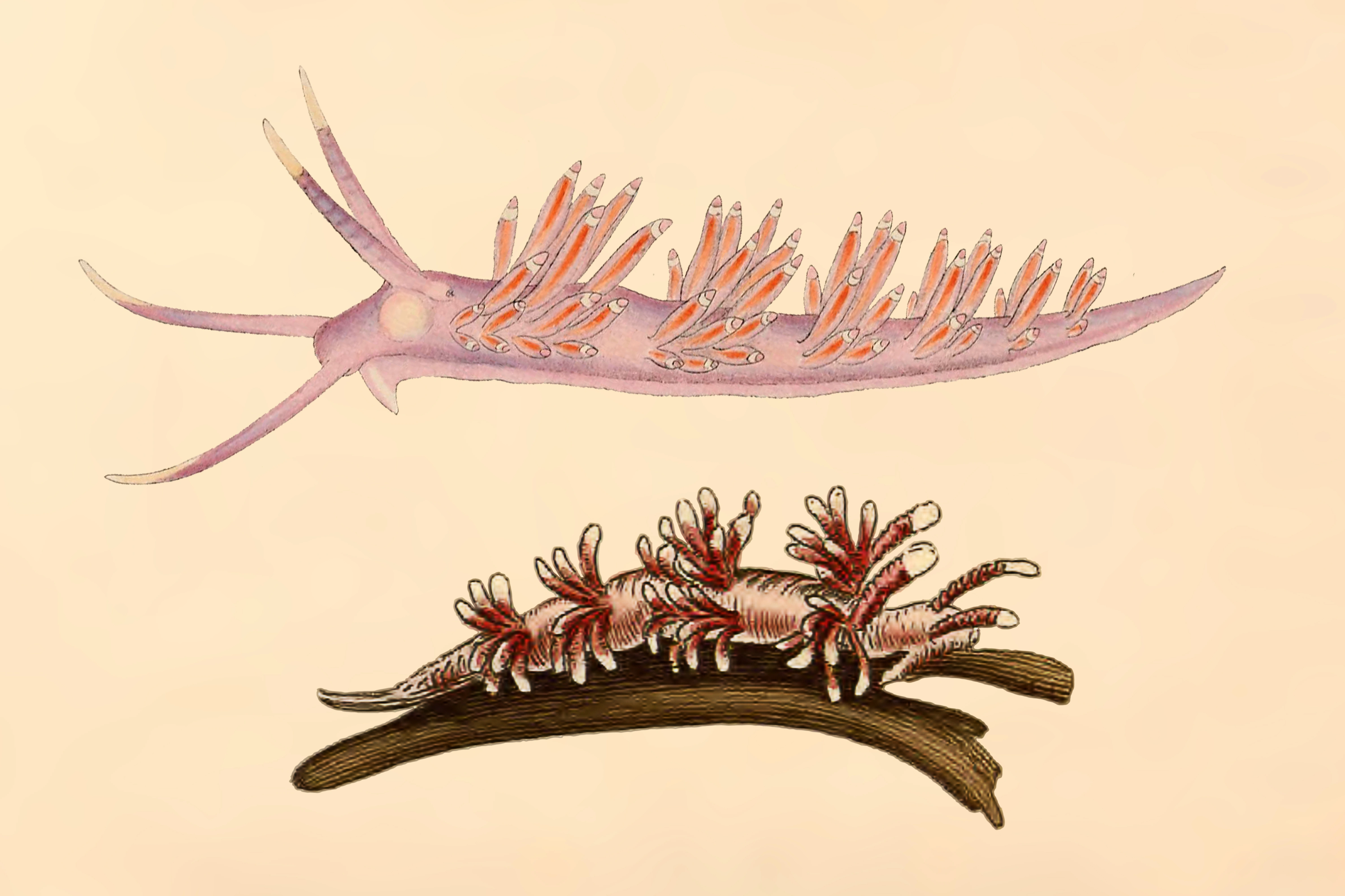 Bløtdyr: Edmundsella pedata.