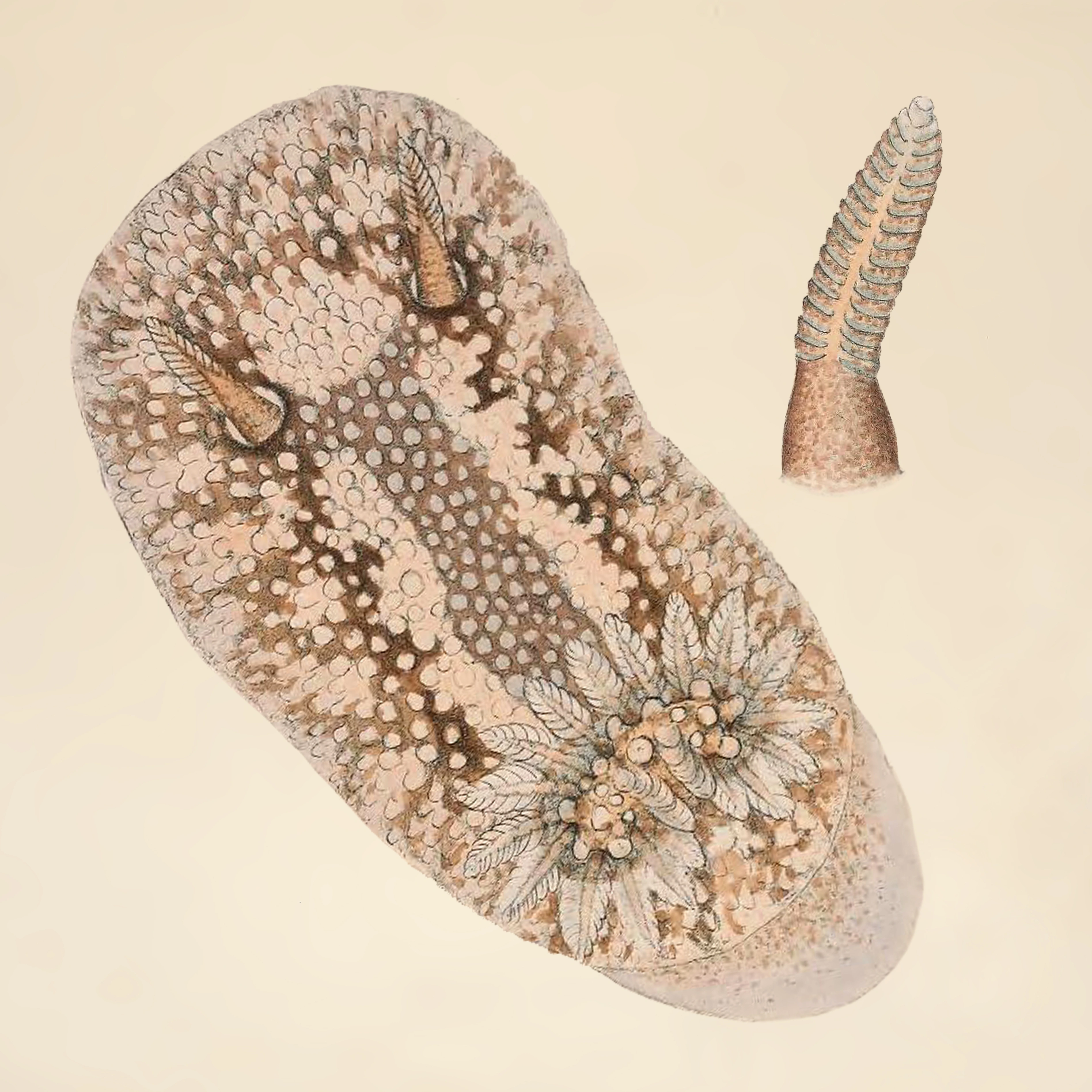 Nakensnegler: Onchidoris bilamellata.