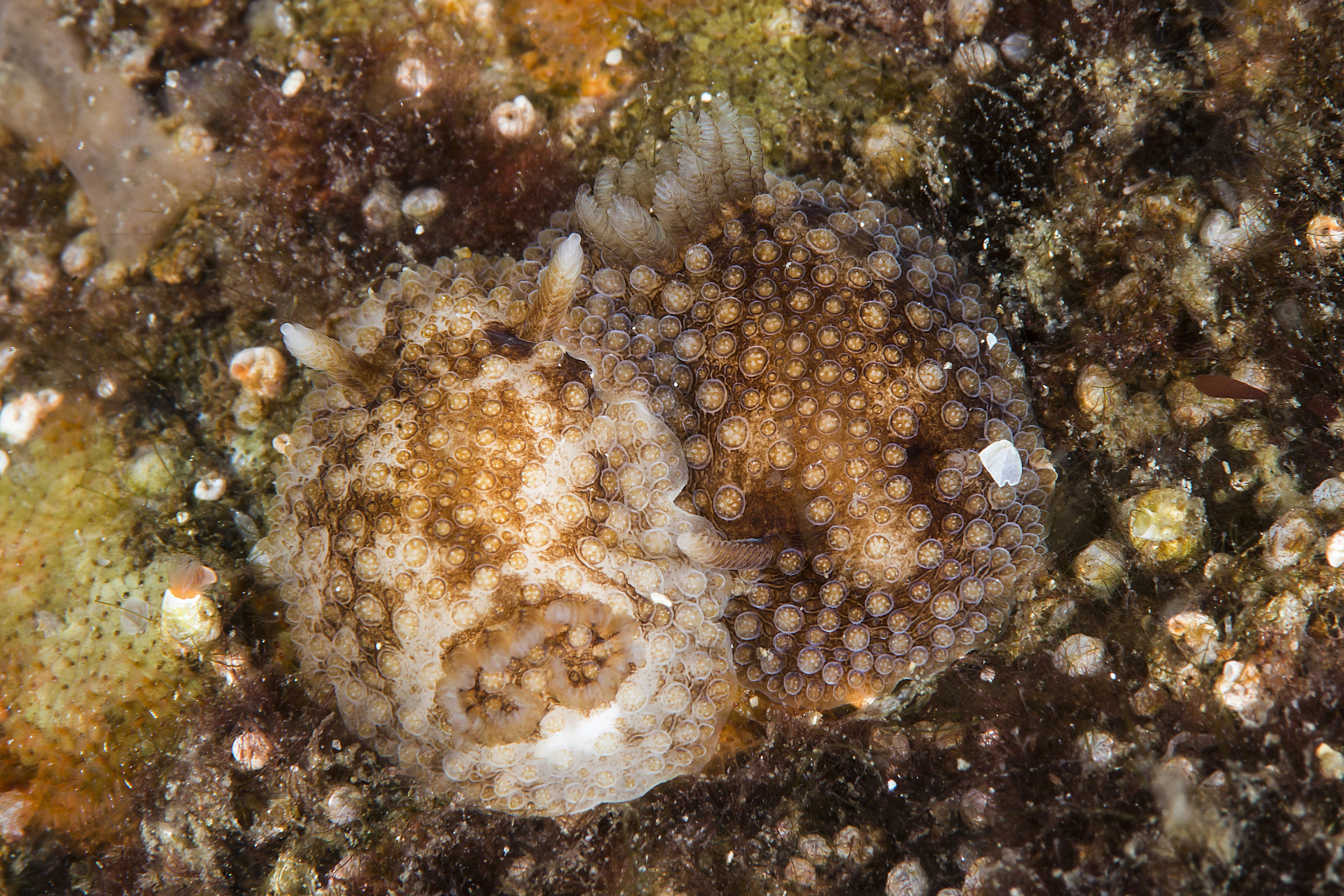 Nakensnegler: Onchidoris bilamellata.