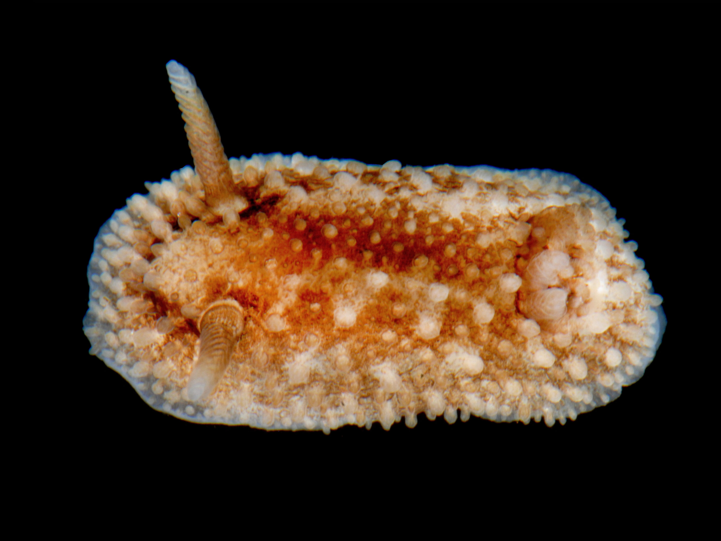 Bløtdyr: Onchidoris bilamellata.