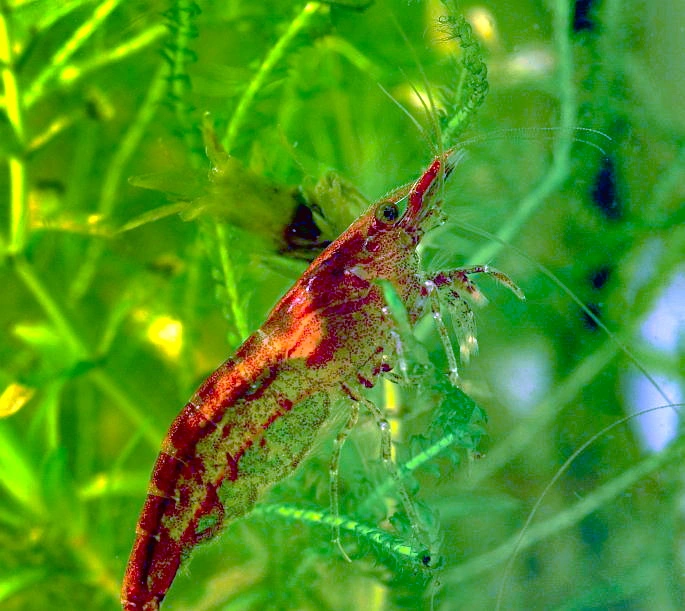 Storkrepser: Neocaridina davidi.