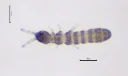 Leddspretthaler: Archisotoma theae.