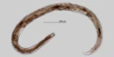 Rundormer: Prionchulus kralli .