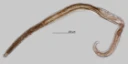 Rundormer: Prionchulus kralli .