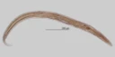 Rundormer: Plectus parietinus.