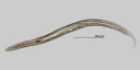 Rundormer: Plectus cirratus .